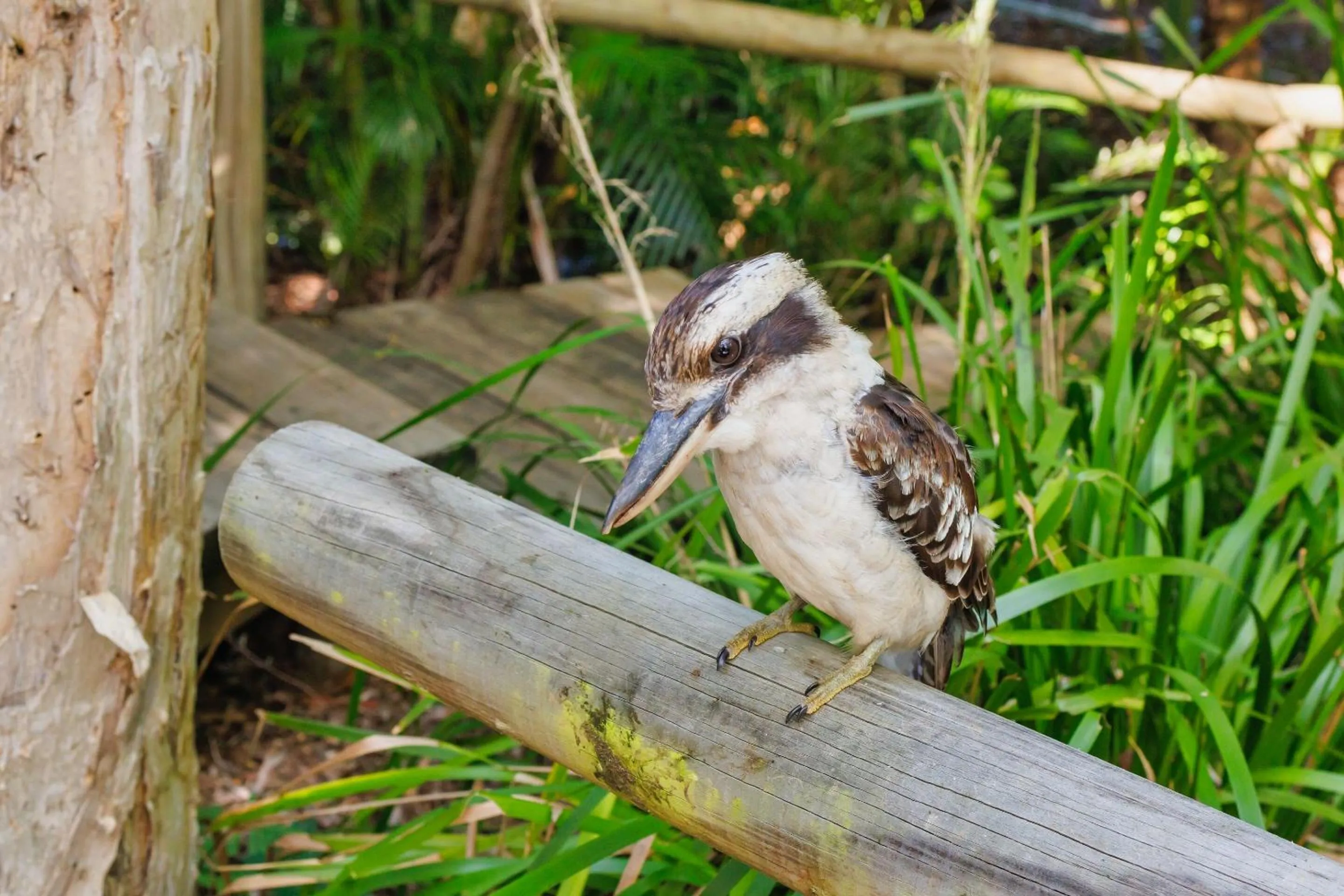 Animals in Bounce Magnetic Island and Koala Park