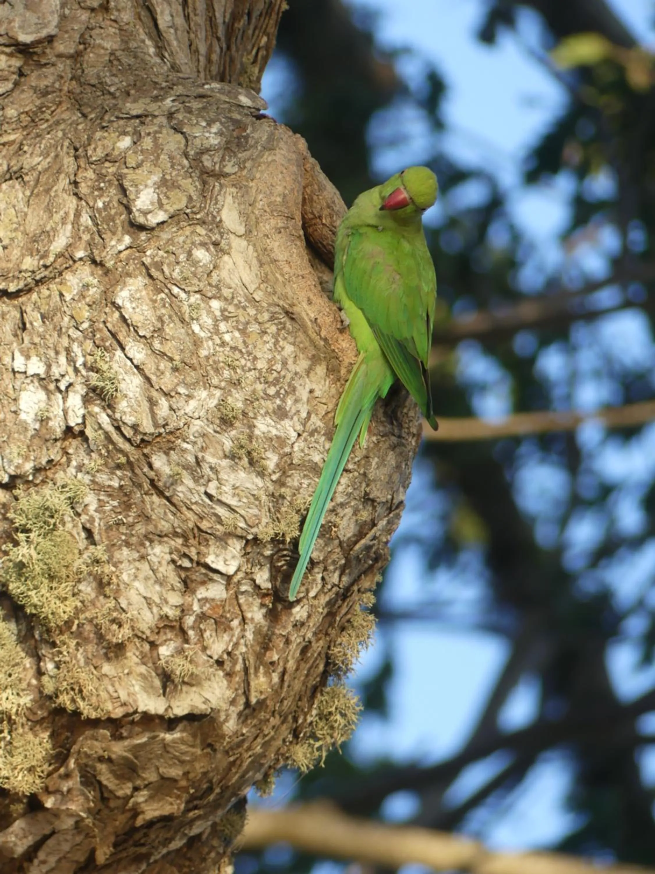 Natural landscape in La Safari Inn Tissamaharama