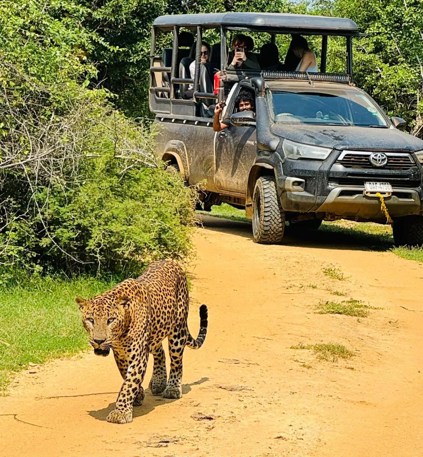 Animals in La Safari Inn Tissamaharama