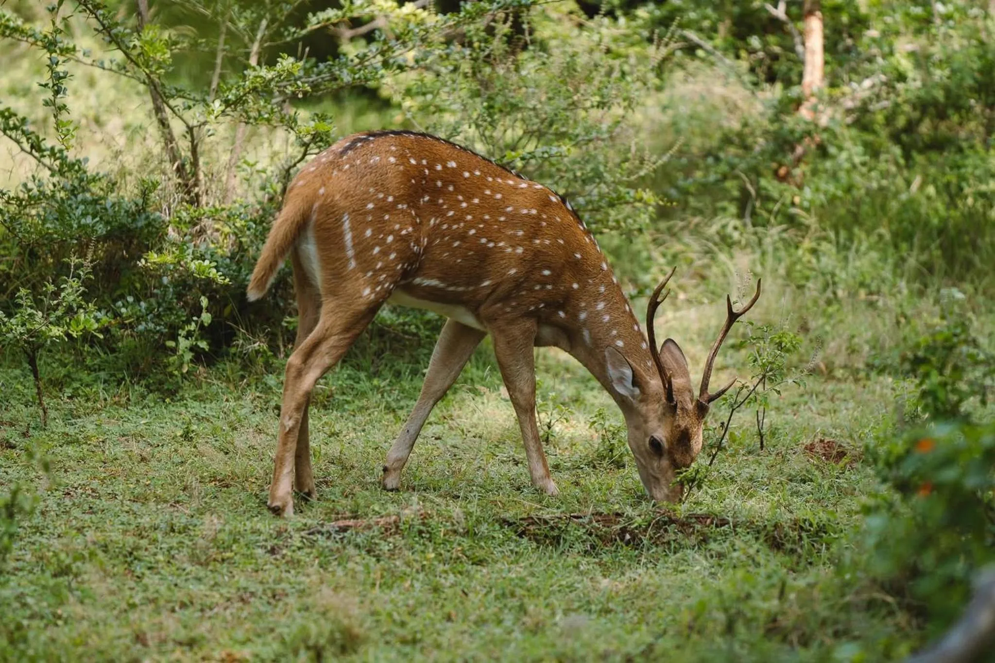Animals in La Safari Inn Tissamaharama