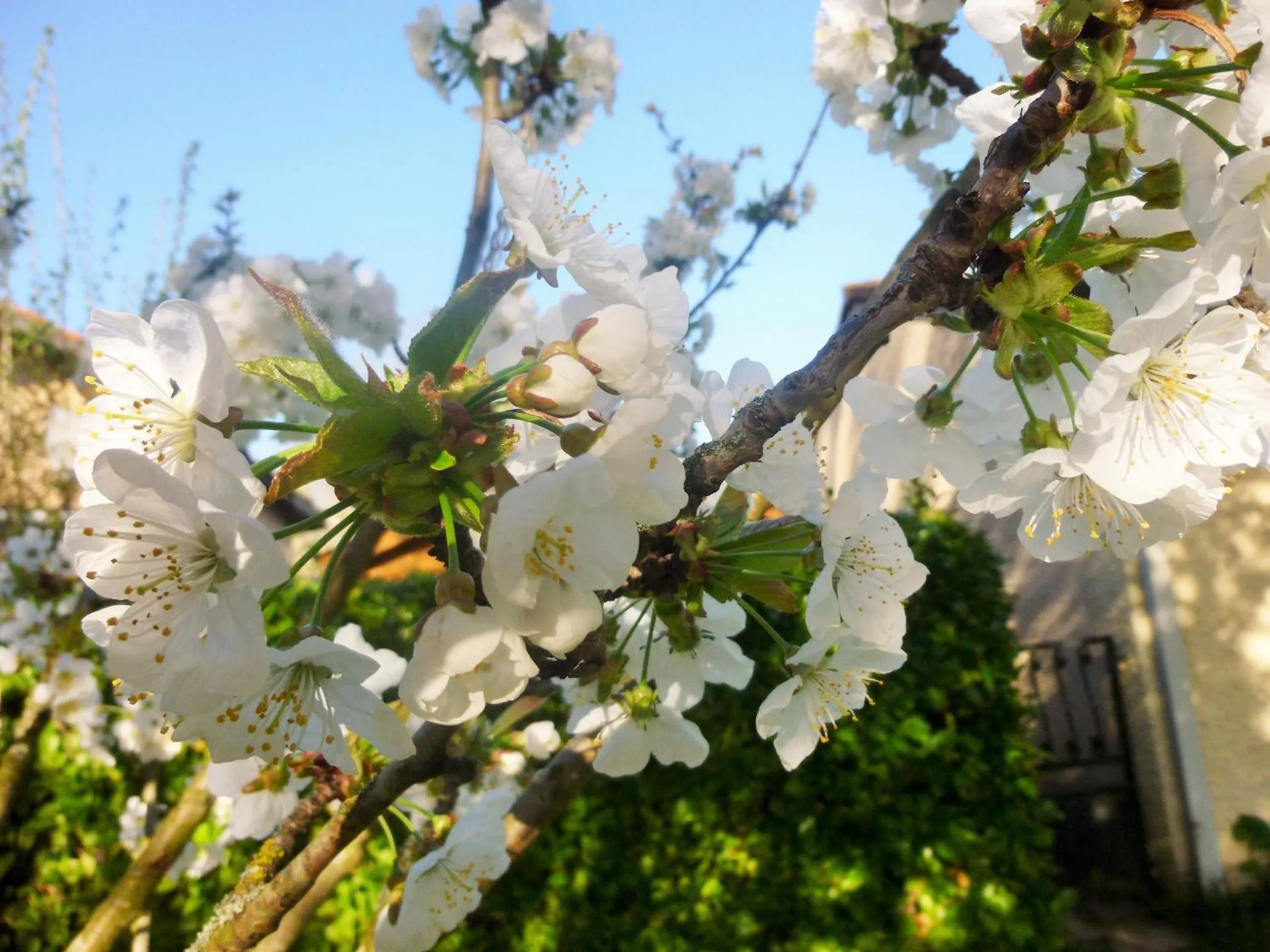 Spring in Chambre d'hôtes "Mirabel"