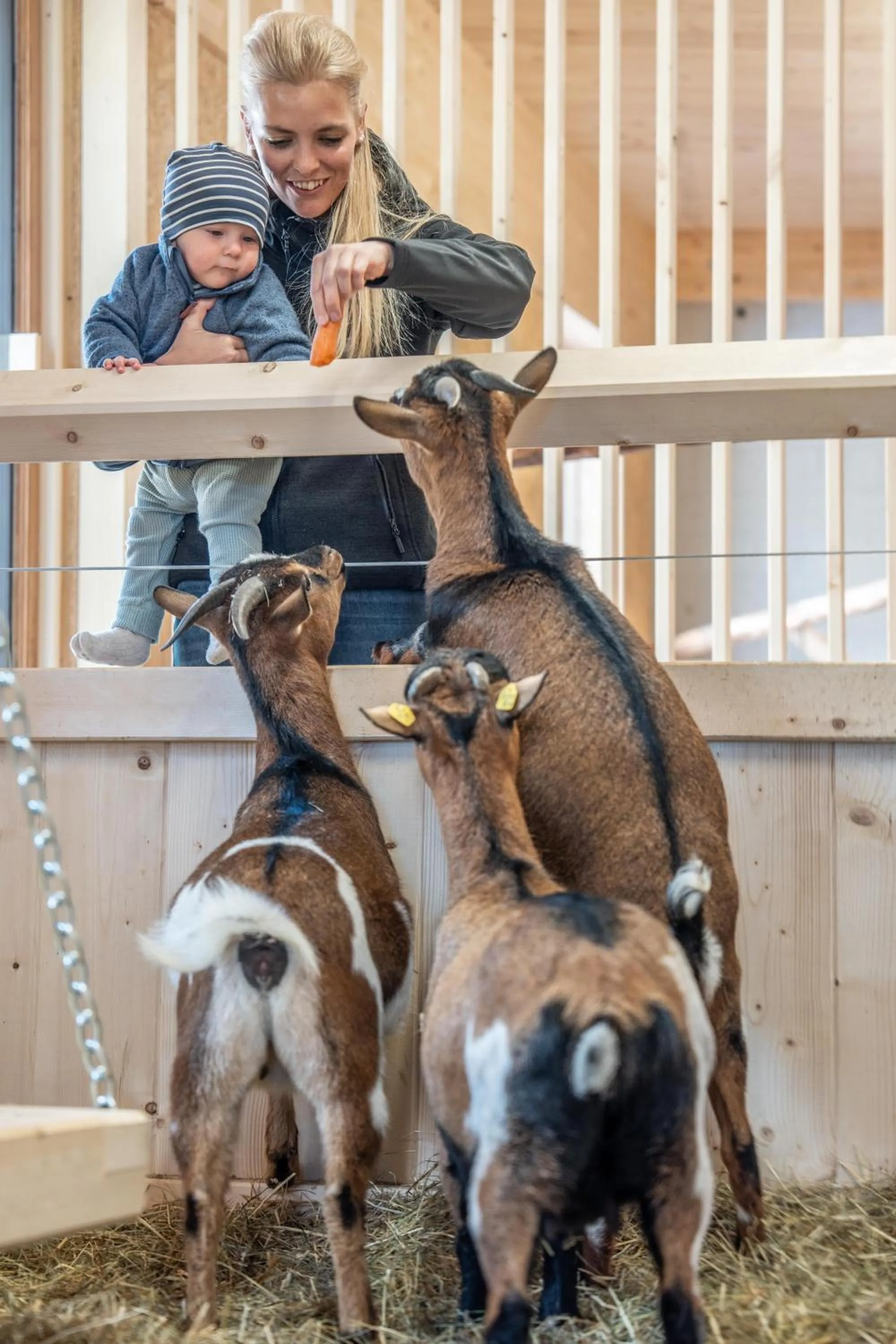 Animals in Almfamilyhotel Scherer