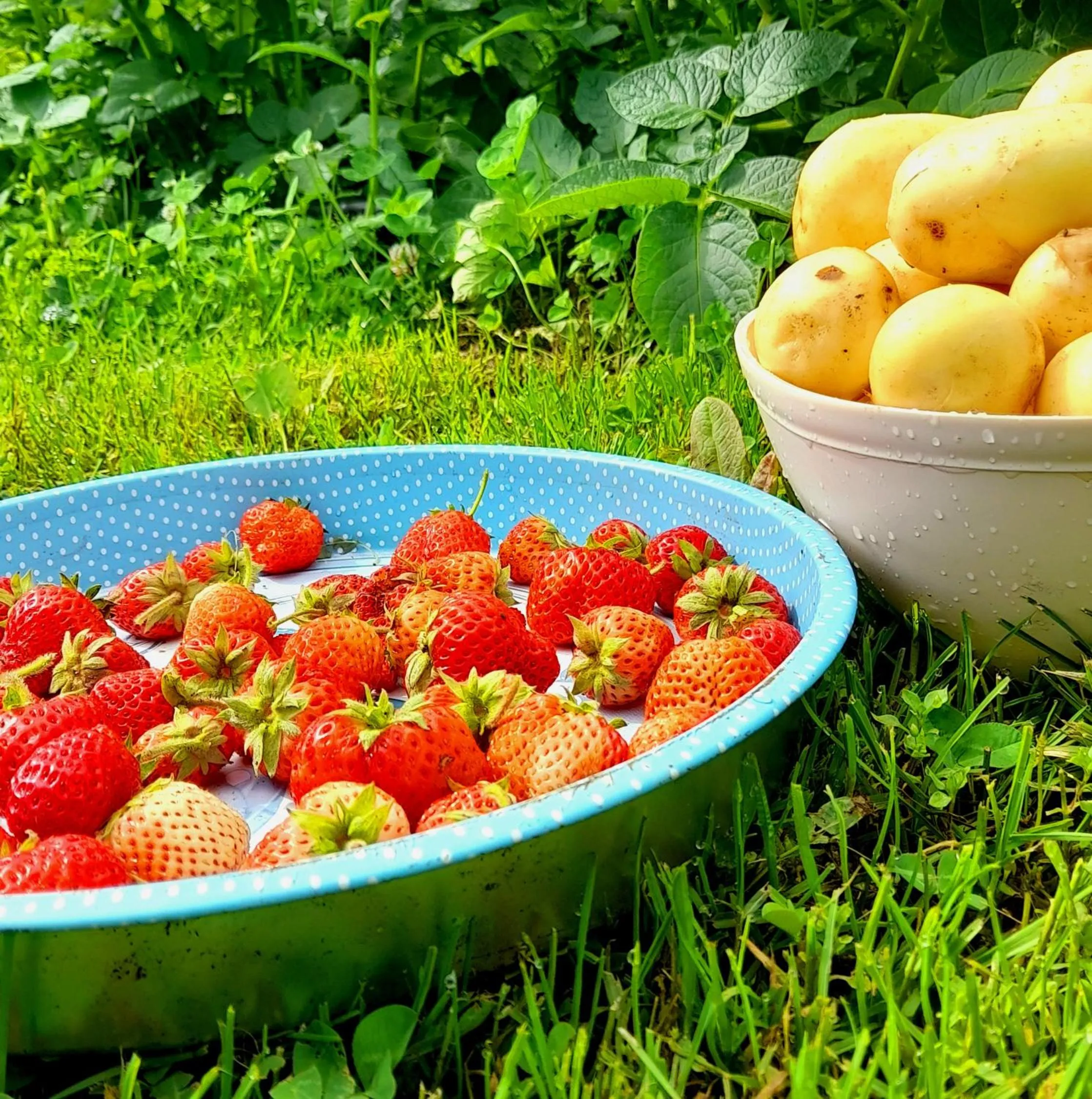 Food and drinks in ECO ViLLAGE CORIC