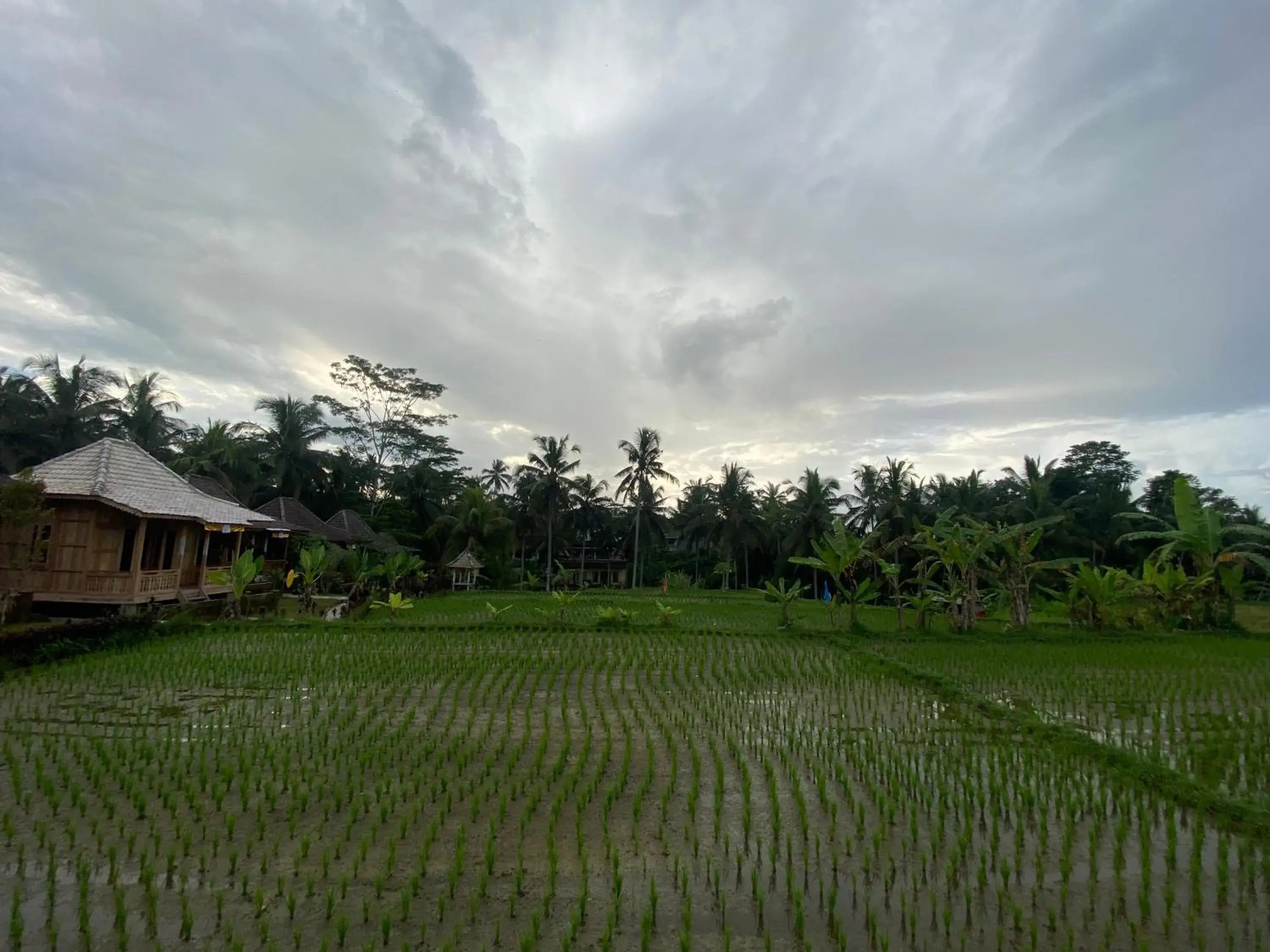 Garden view in Junjungan Suite Garden view in Junjungan Suite