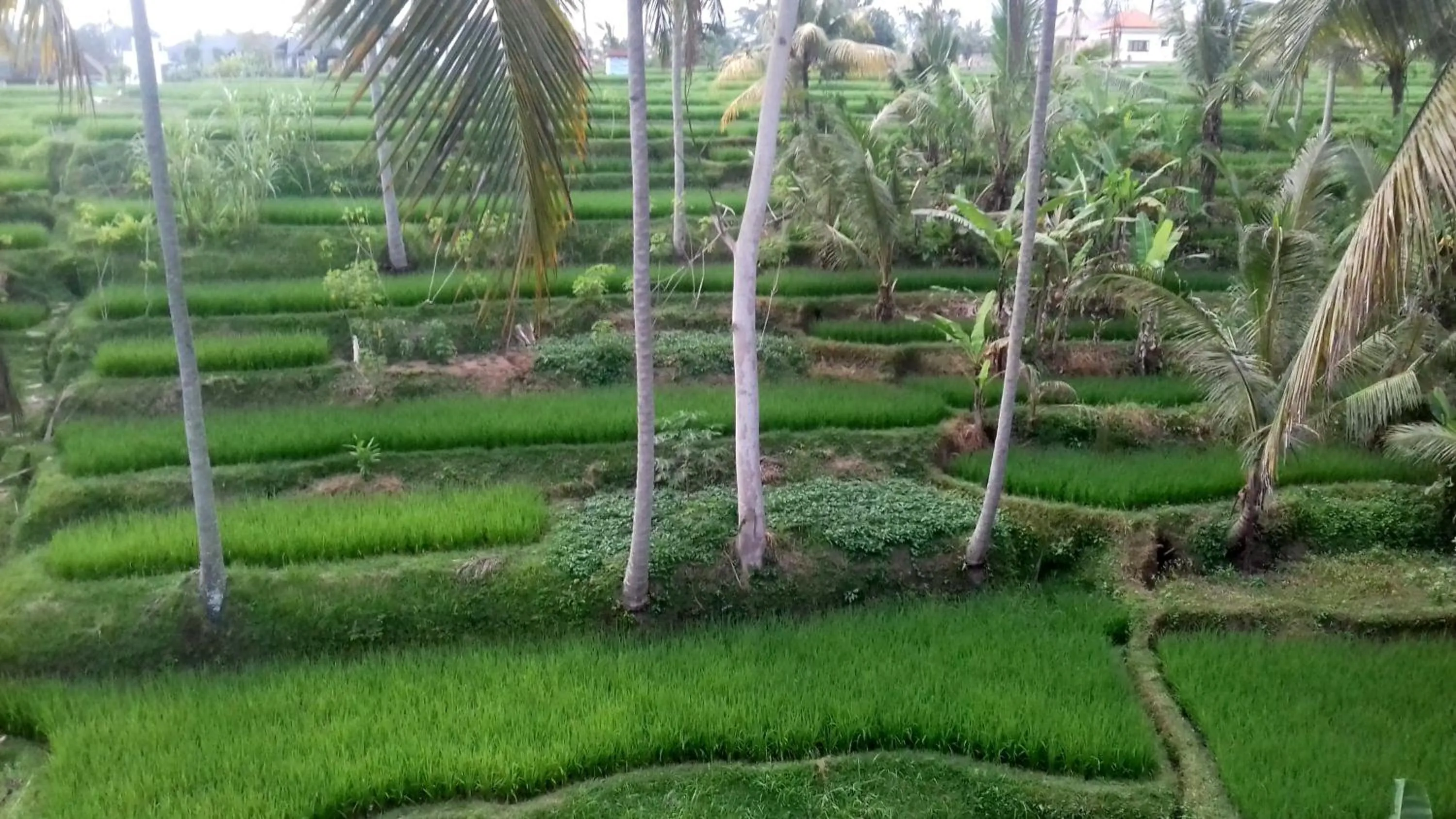 Other in Junjungan Suite