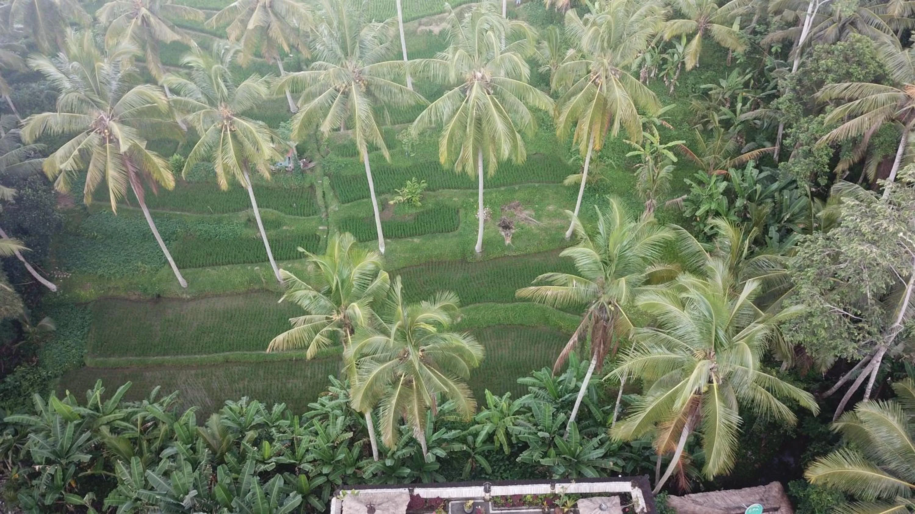 View (from property/room) in Junjungan Suite