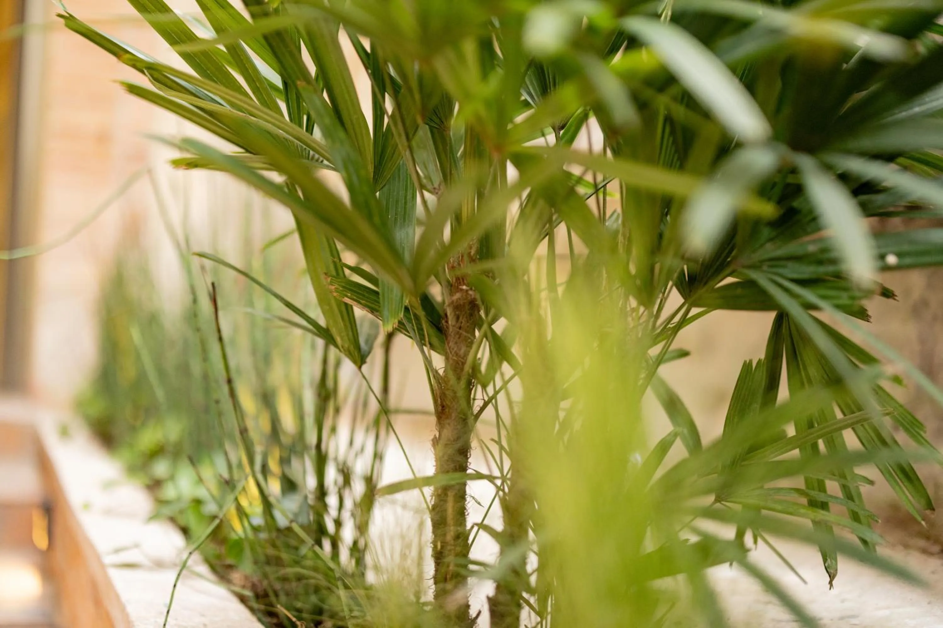 Garden in Moabi Hotel