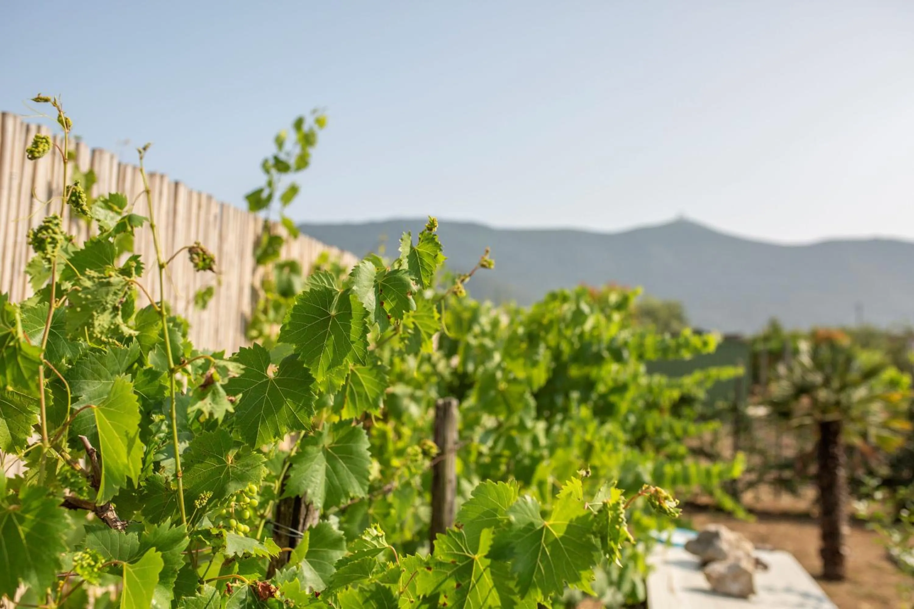 Spring in Villa LA CESA & Villino LA CASETTA Holiday Houses CON JACUZZI