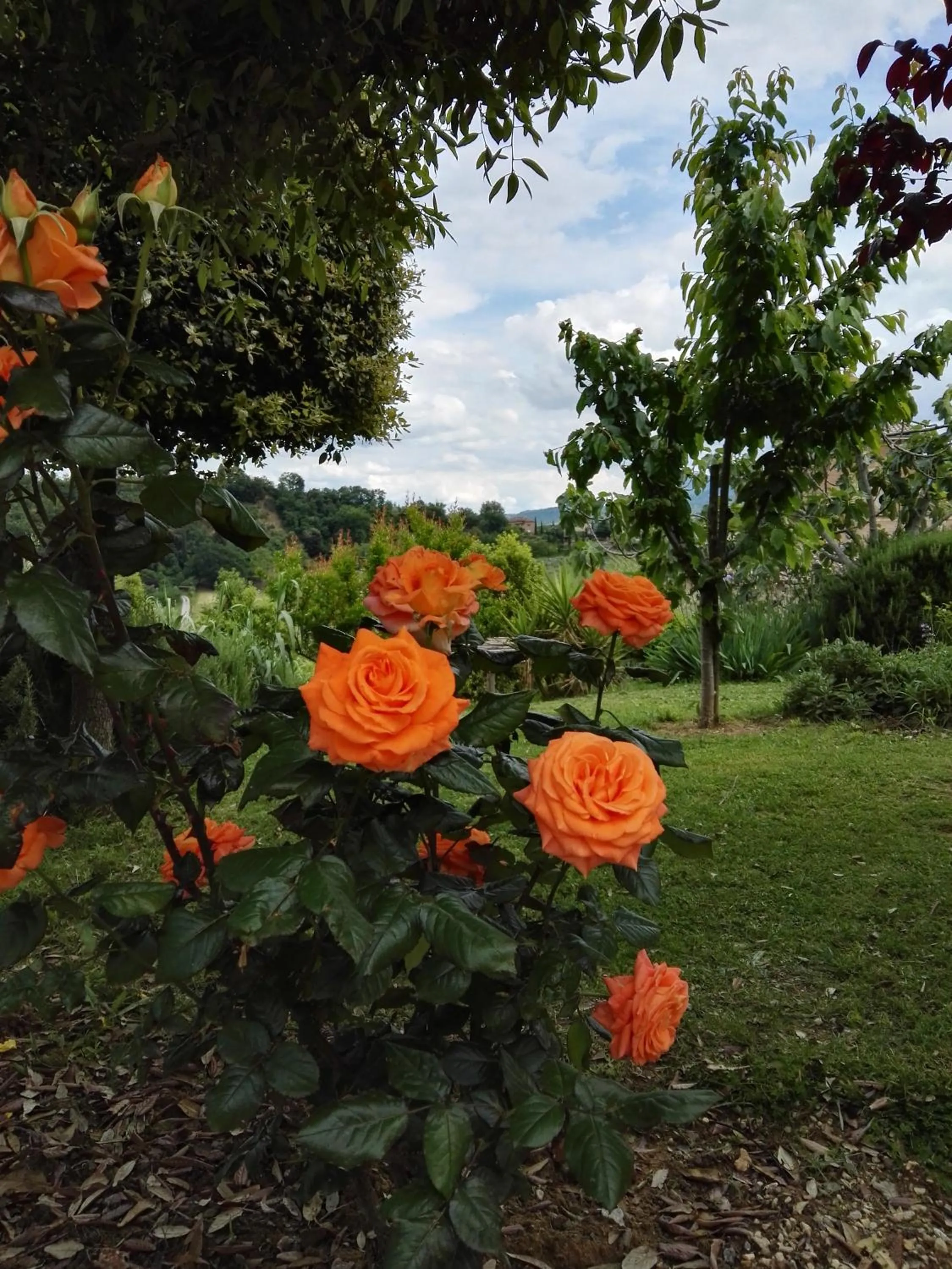 Garden in Madonna della Rosa