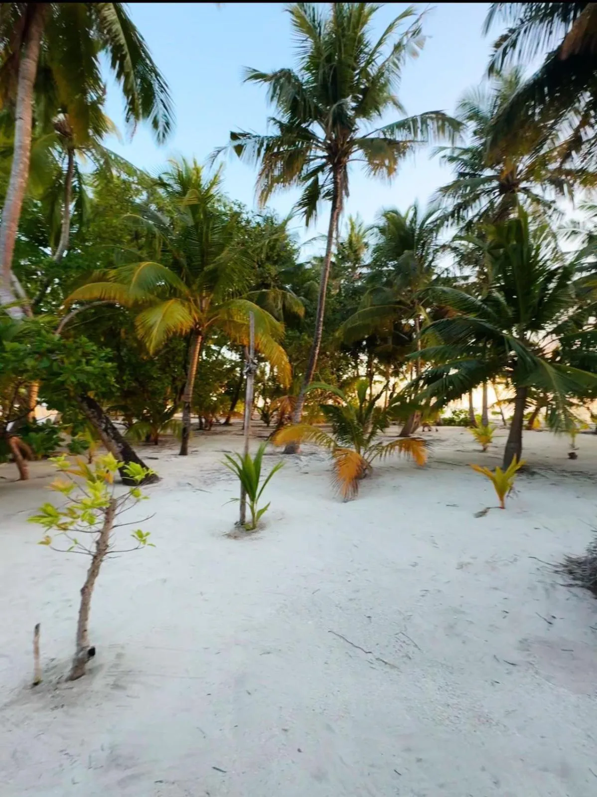 Garden in Rattehi Inn at Rakeedhoo