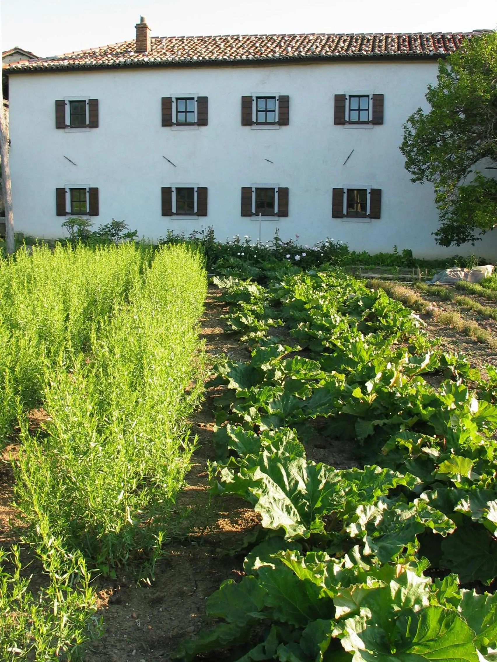 Garden in Majerija