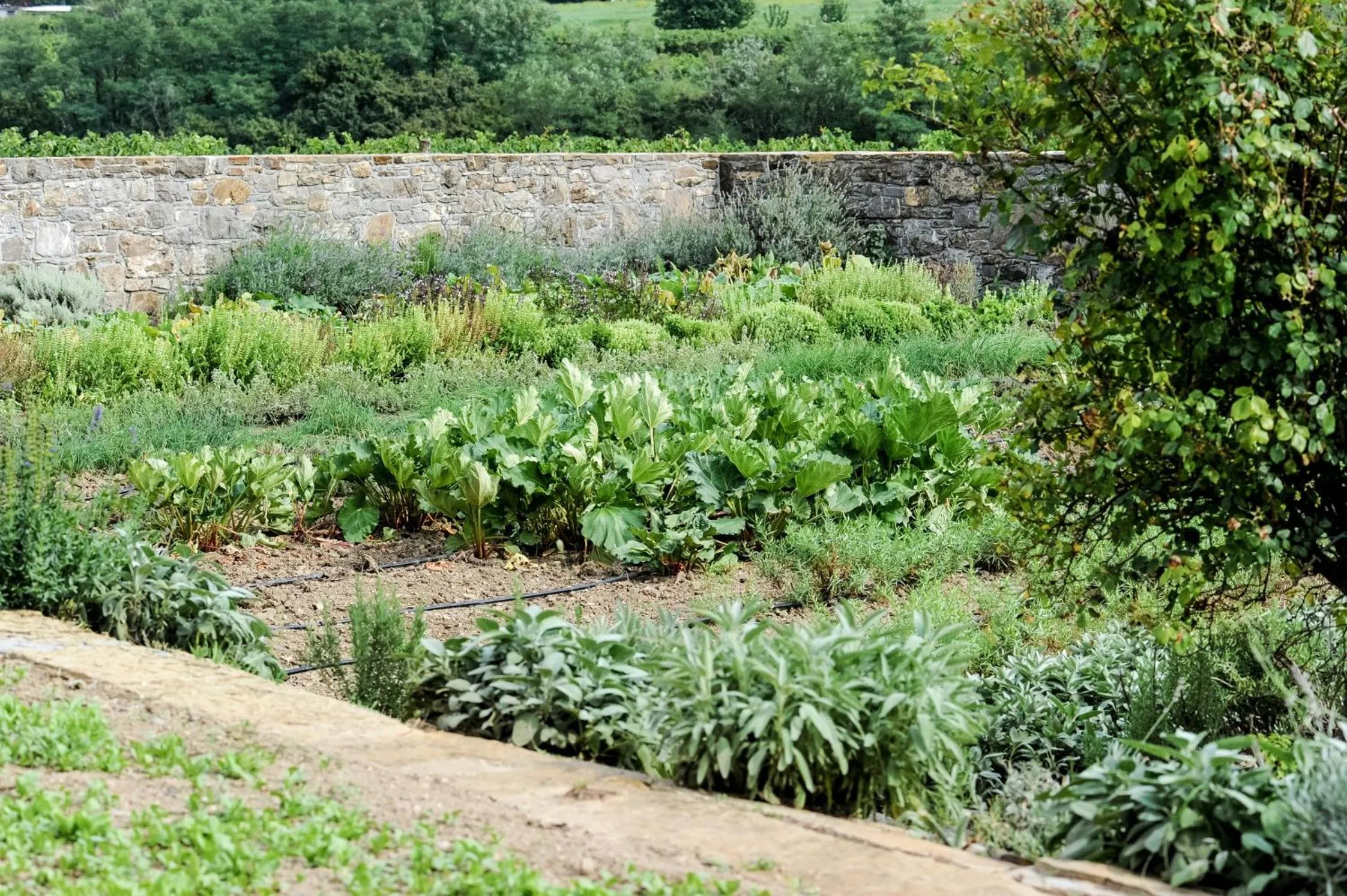 Garden in Majerija