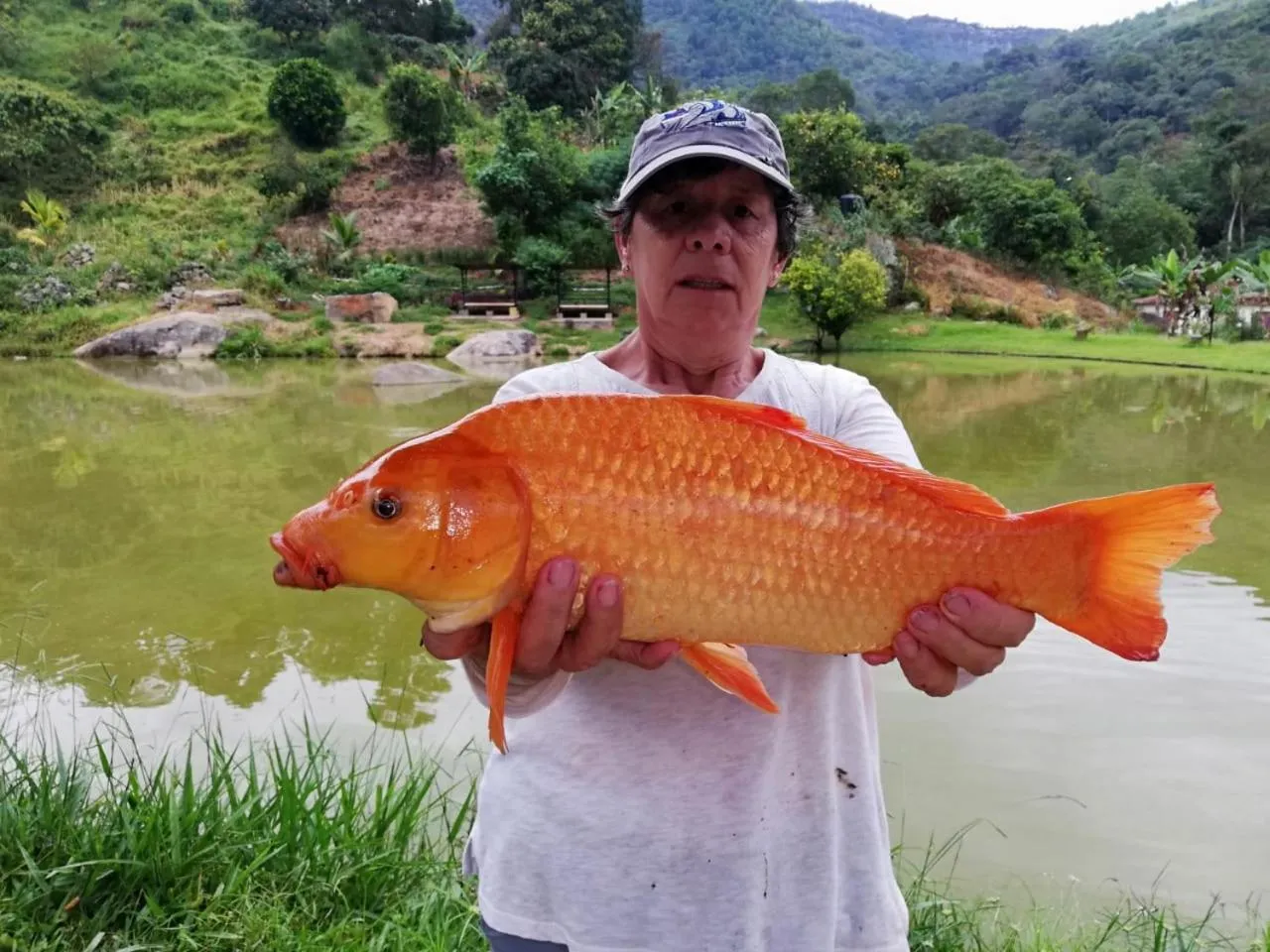 Acualandia Fish