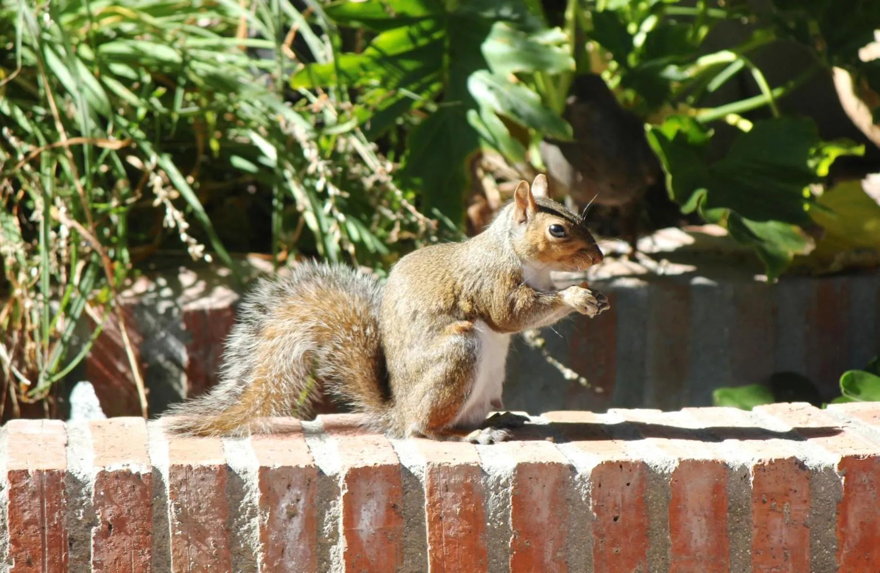 Animals in Himmelblau Boutique Bed and Breakfast