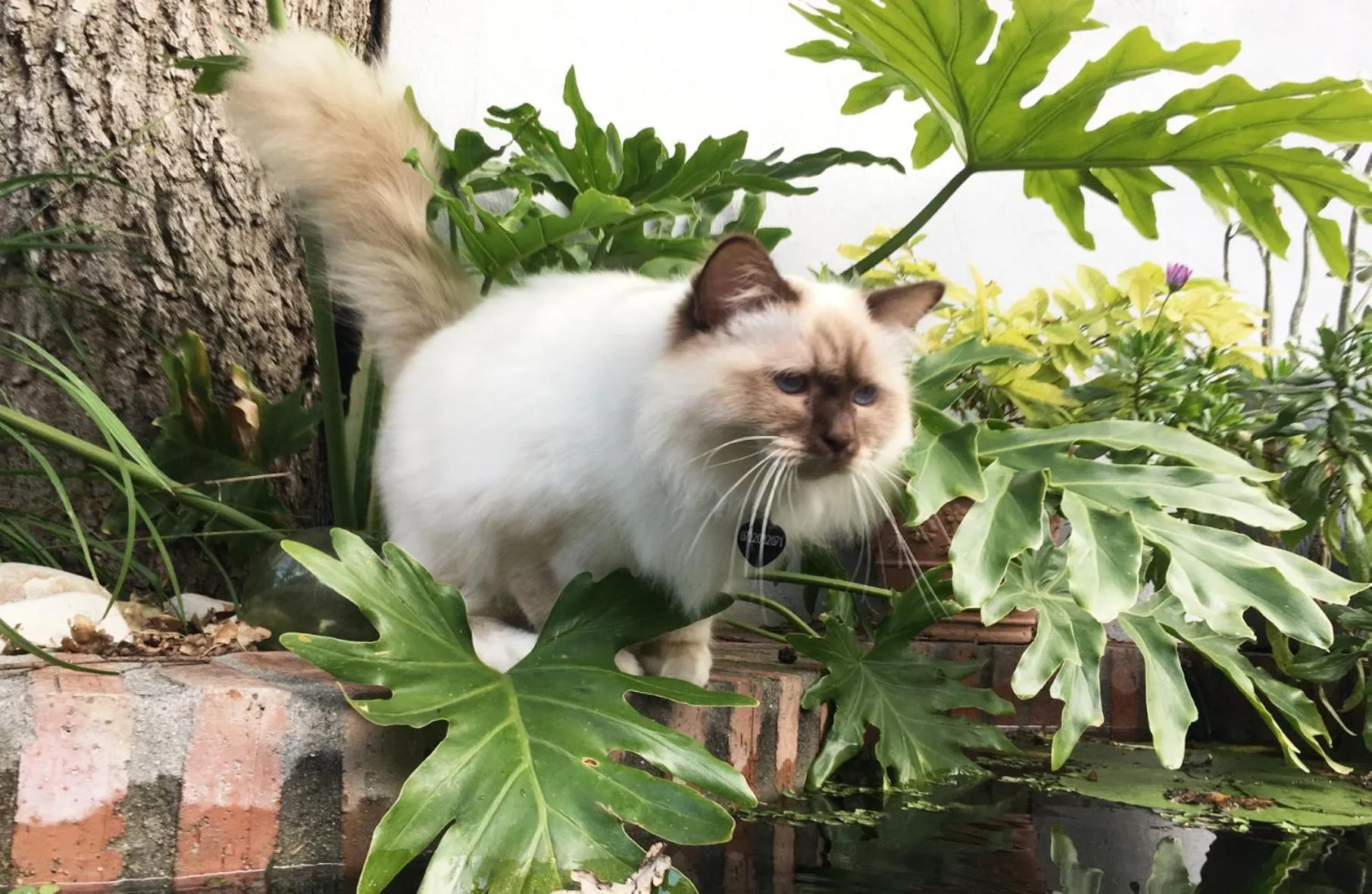 Pets in Himmelblau Boutique Bed and Breakfast