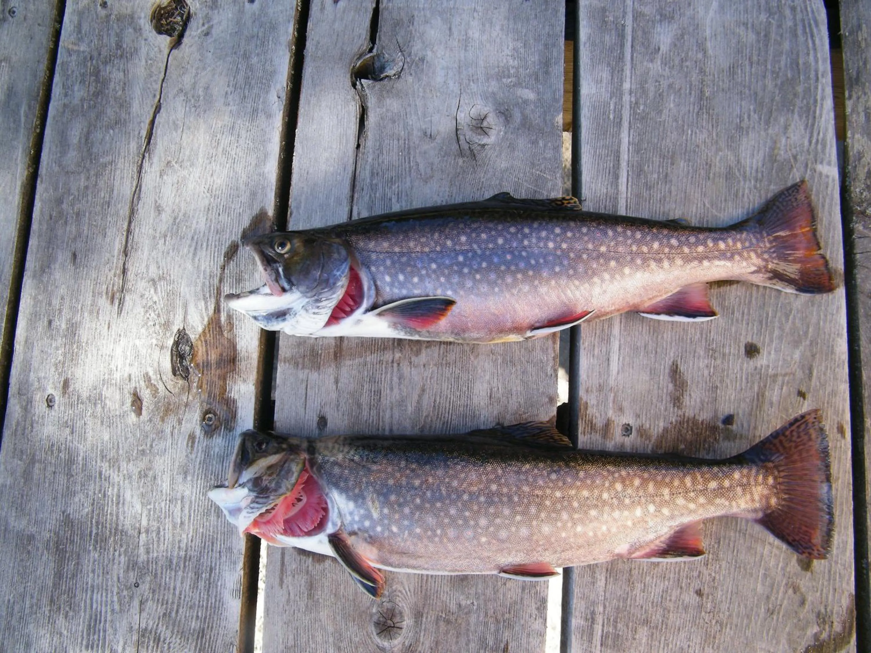 Off site in Mowat Landing Cottages