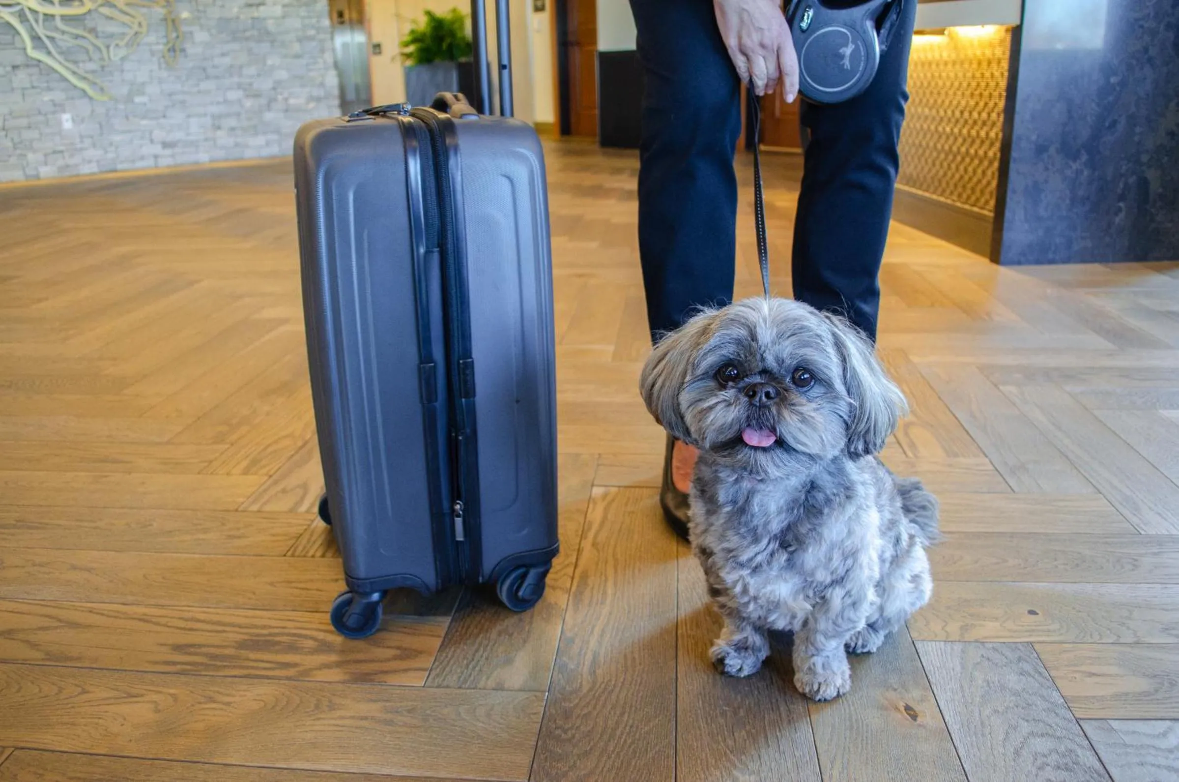 Pets in Flying Horse Resort & Club