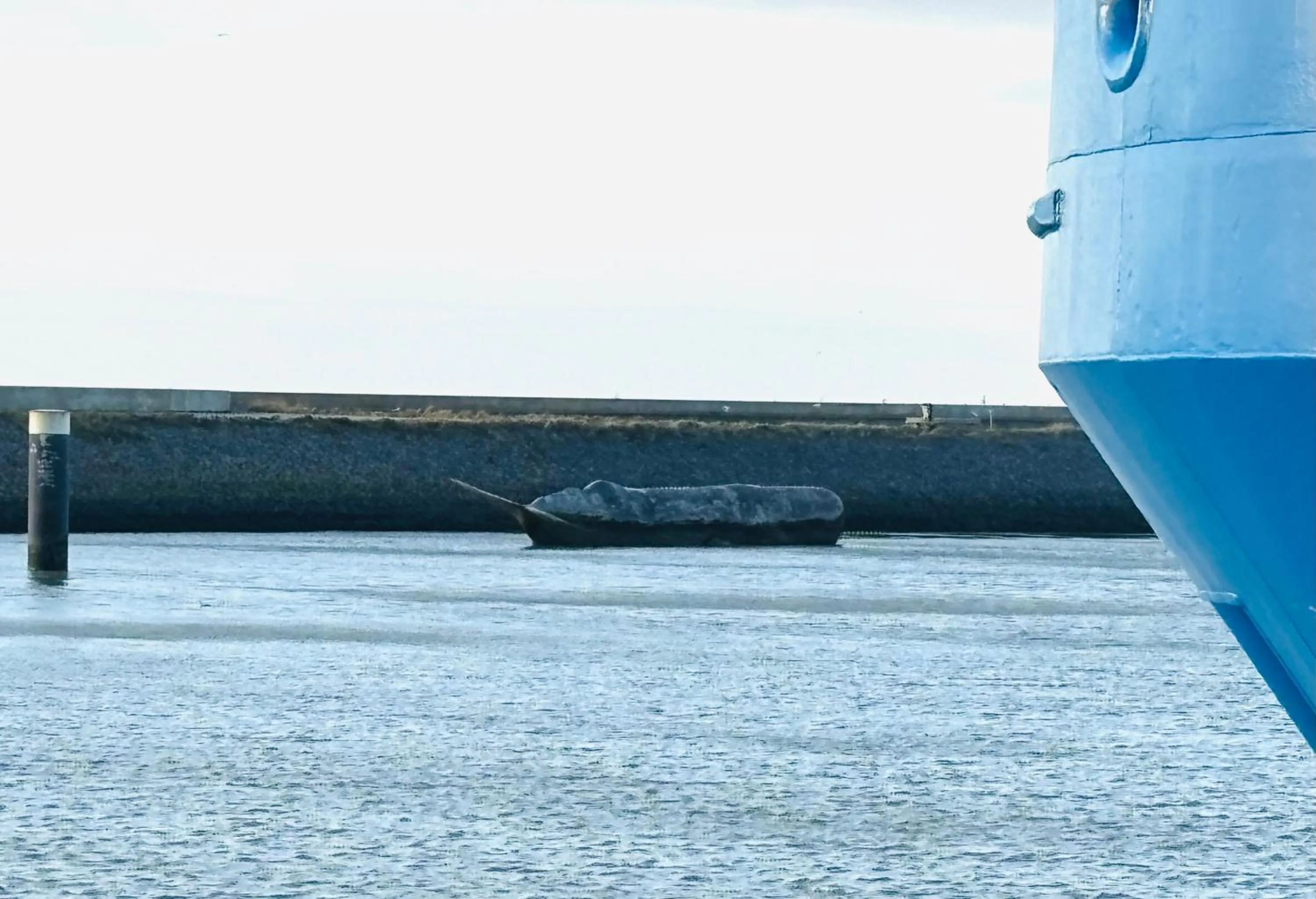 Activities in Homestay Harlingen