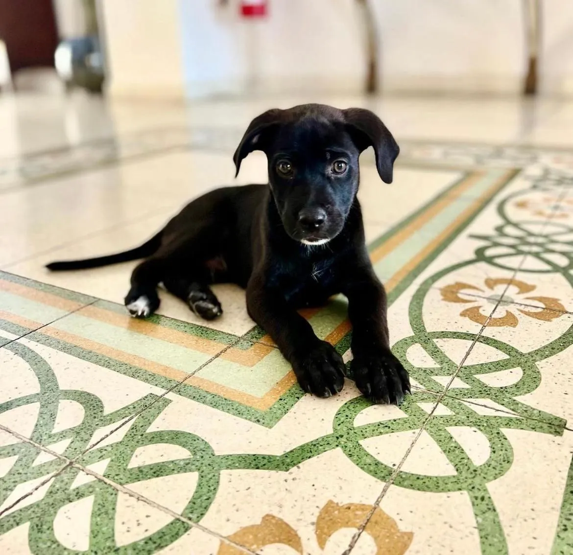 Pets in Hotel Albatros Varigotti