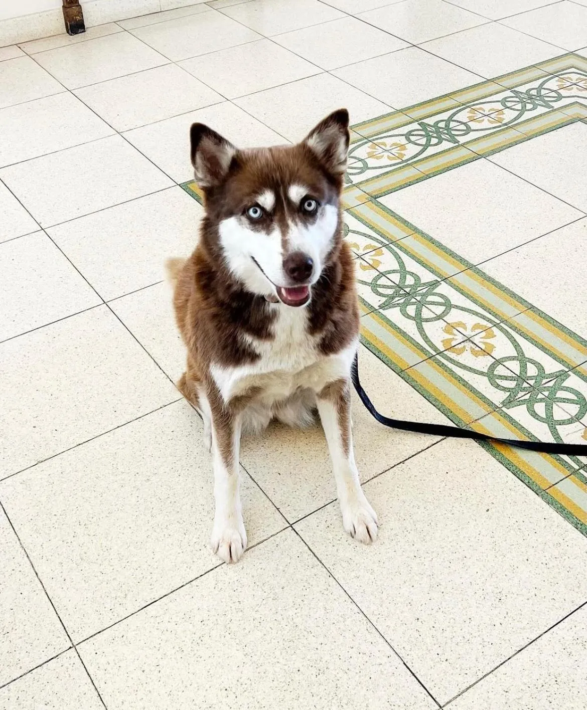 Pets in Hotel Albatros Varigotti