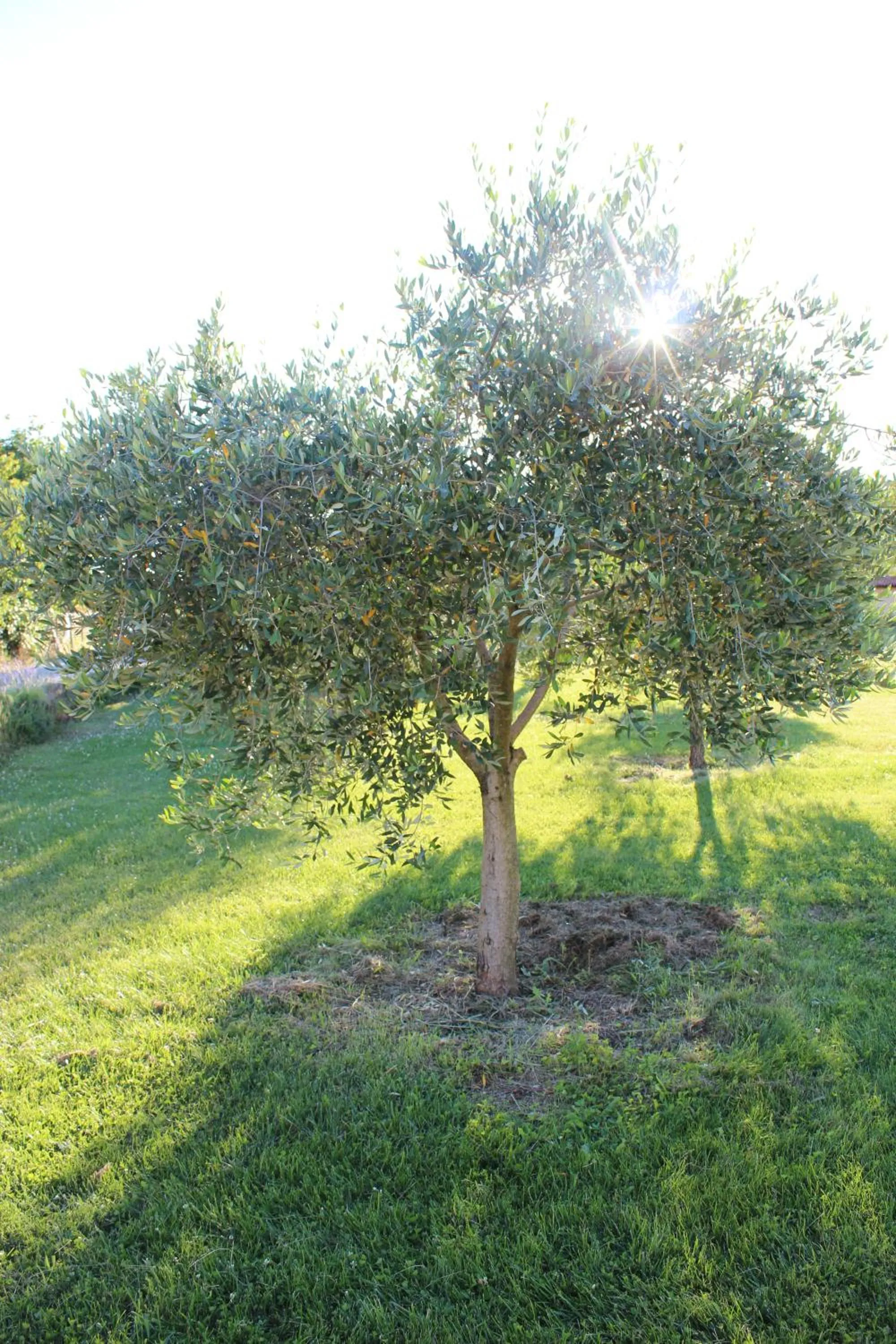 Garden in Holiday Home Valmoneda