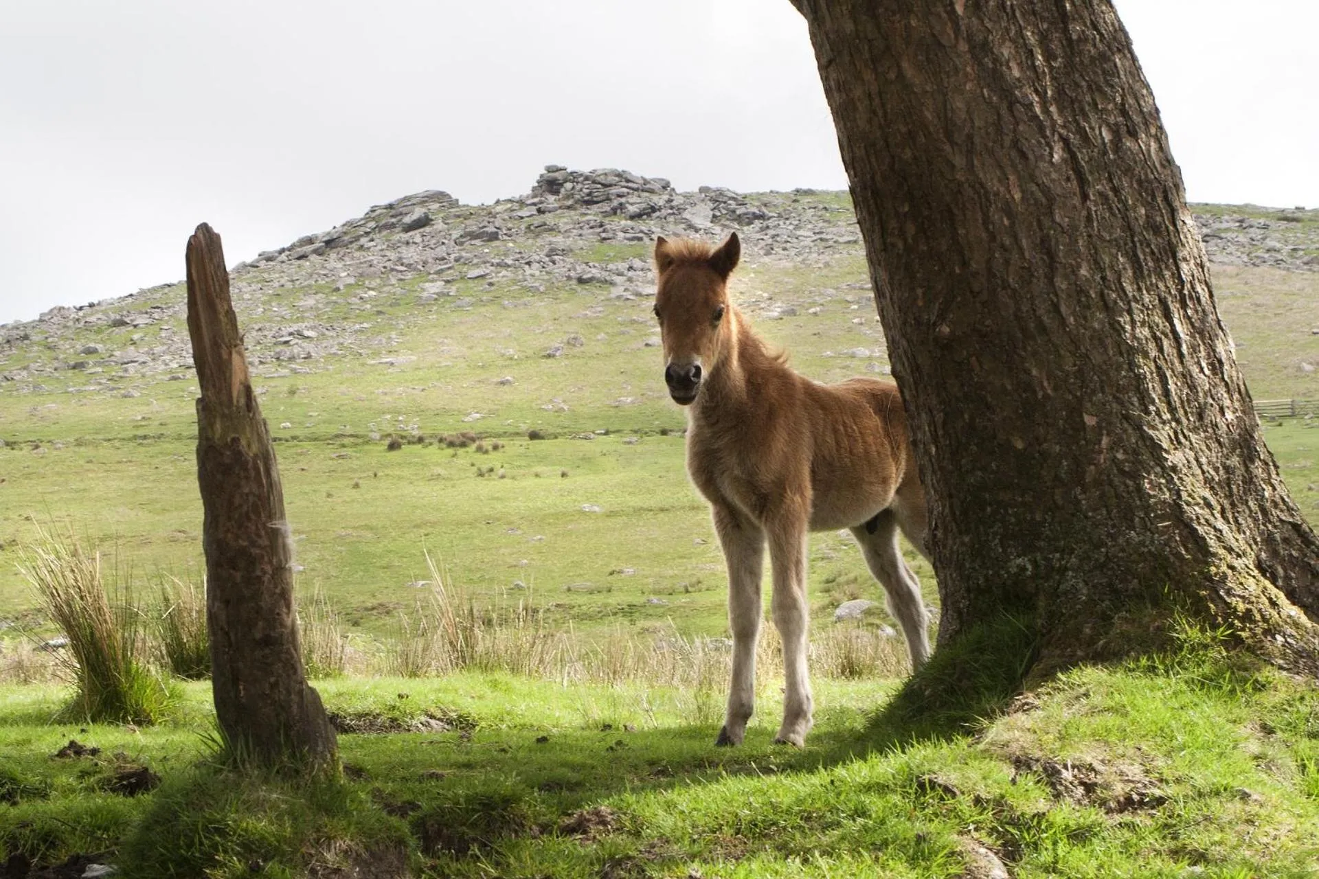 Nearby landmark in Heathergate Cottage Dartmoor BnB