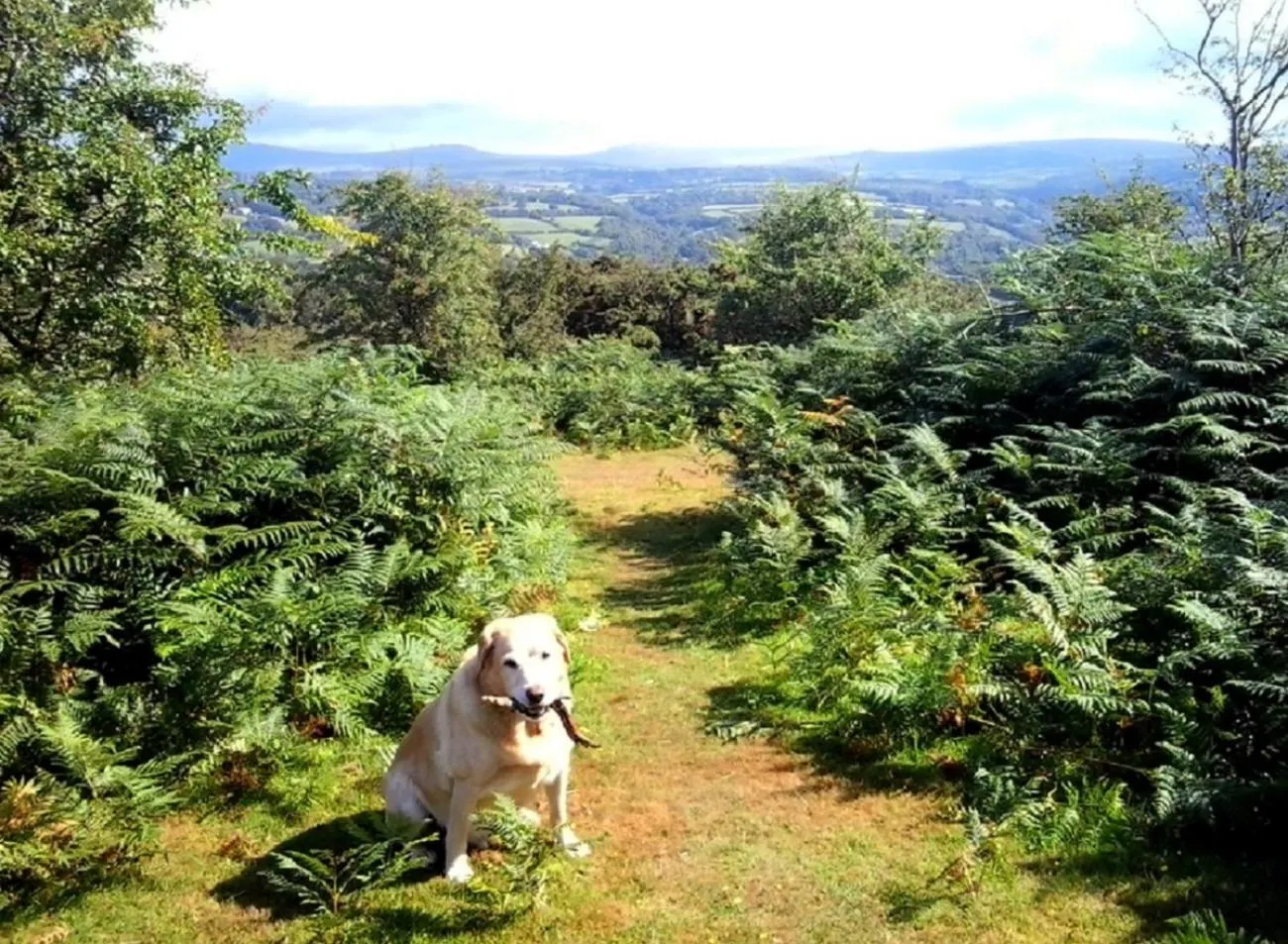 Natural landscape in Heathergate Cottage Dartmoor BnB