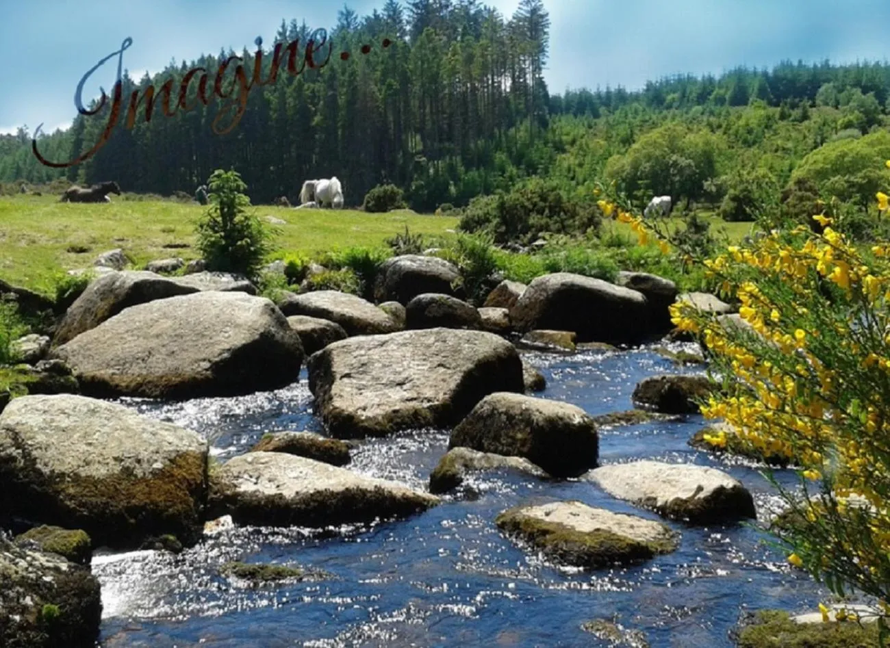 Natural landscape in Heathergate Cottage Dartmoor BnB