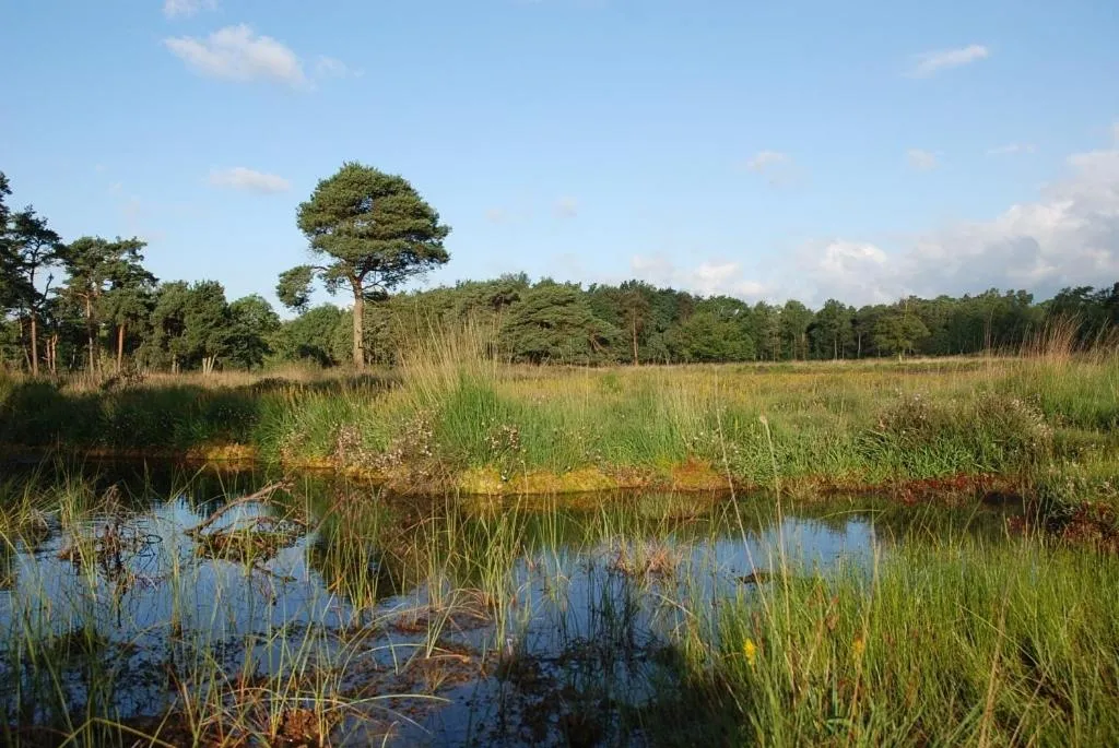 Natural landscape in B&B Farmhouse De Loksheuvel