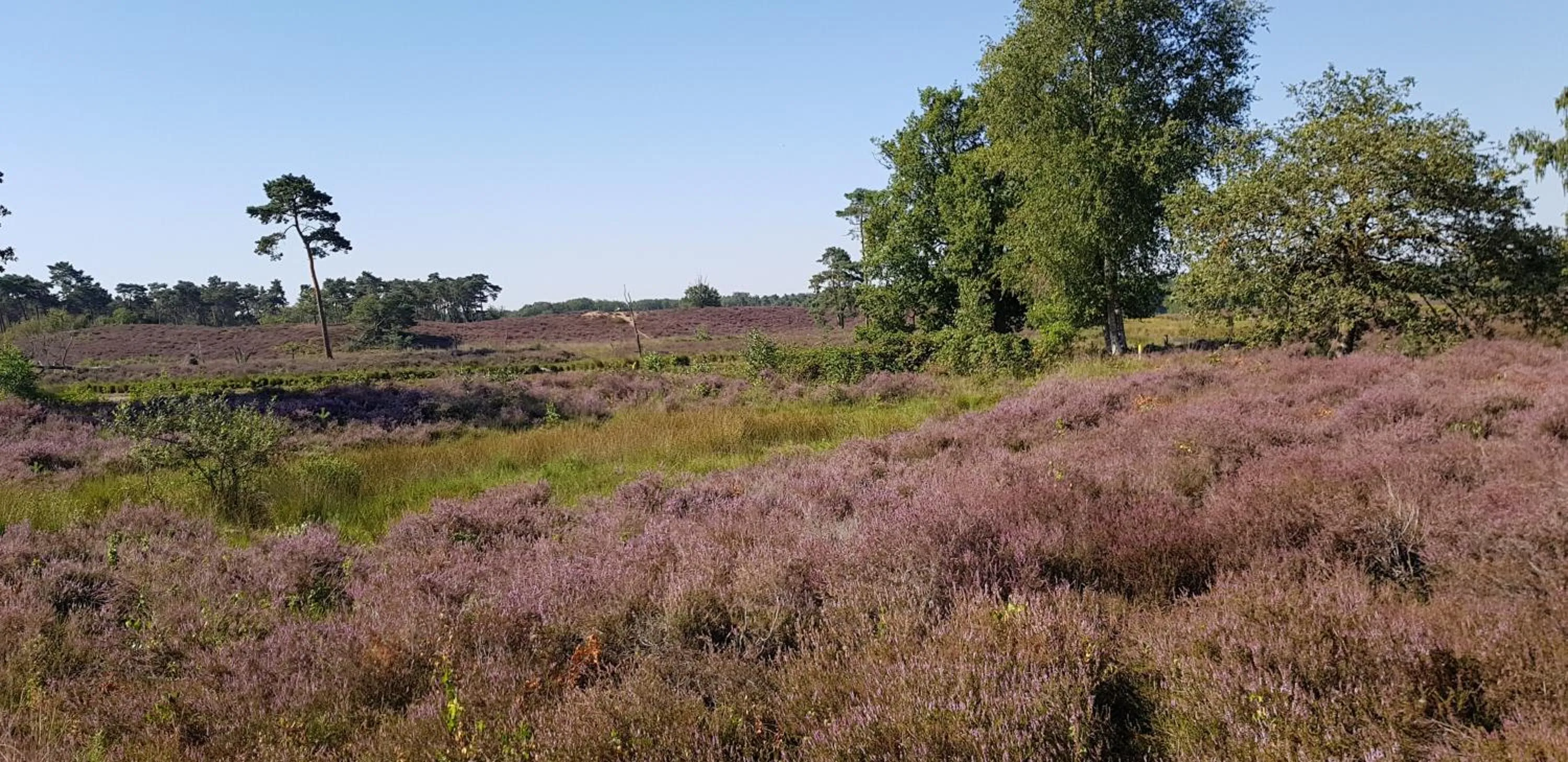 Natural landscape in B&B Farmhouse De Loksheuvel