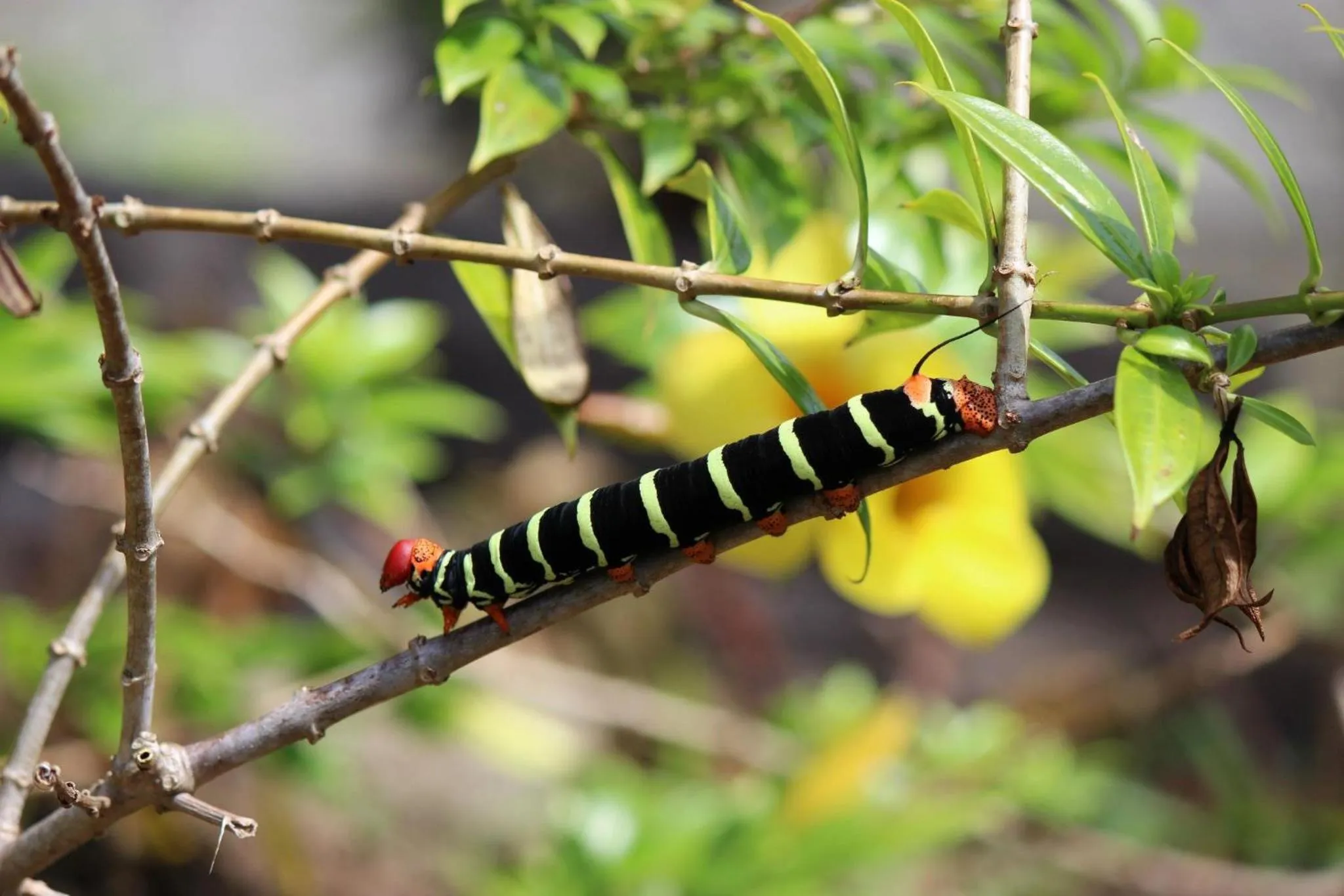 Garden in Petite Anse Hotel