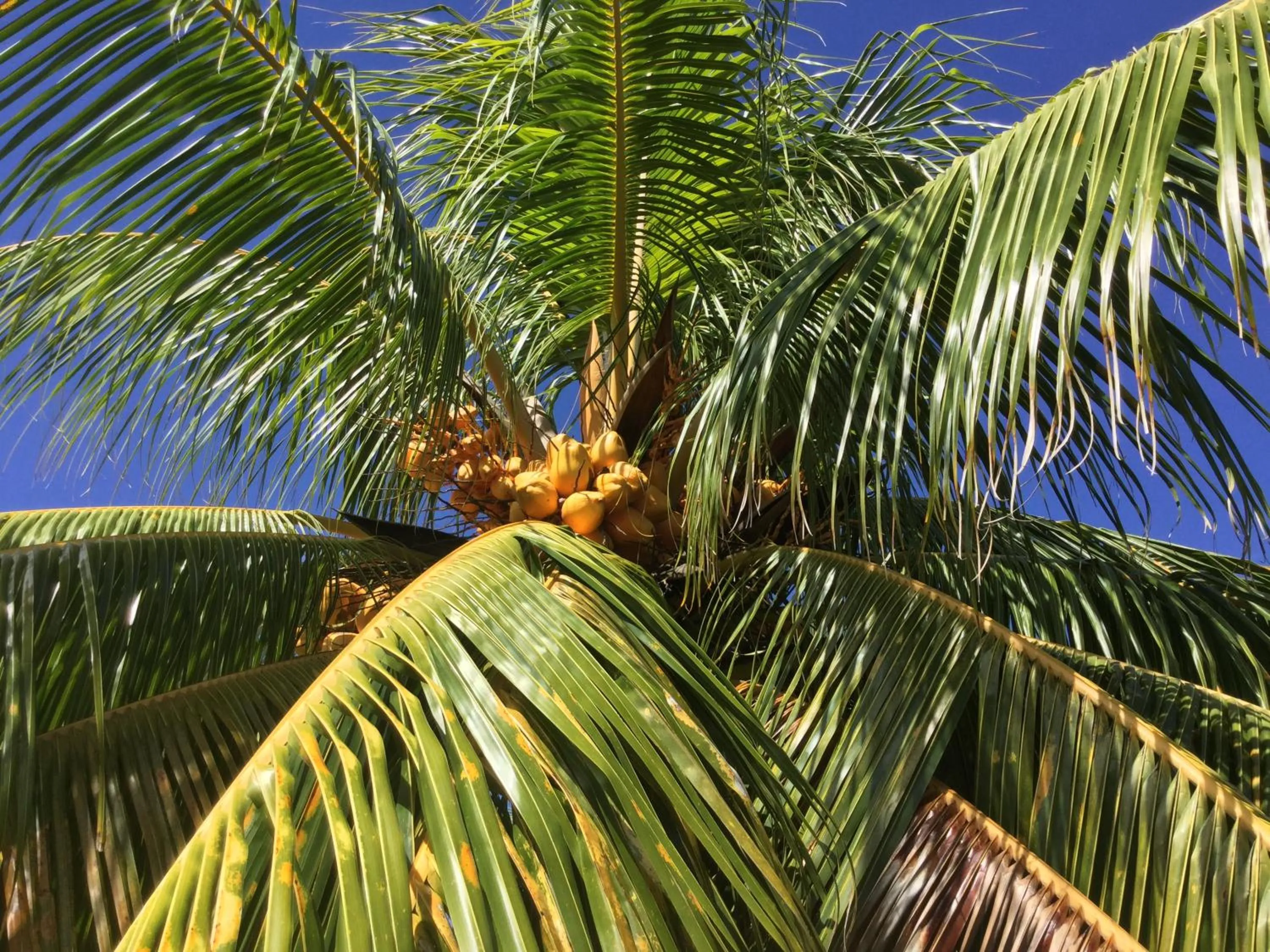 Garden in Petite Anse Hotel