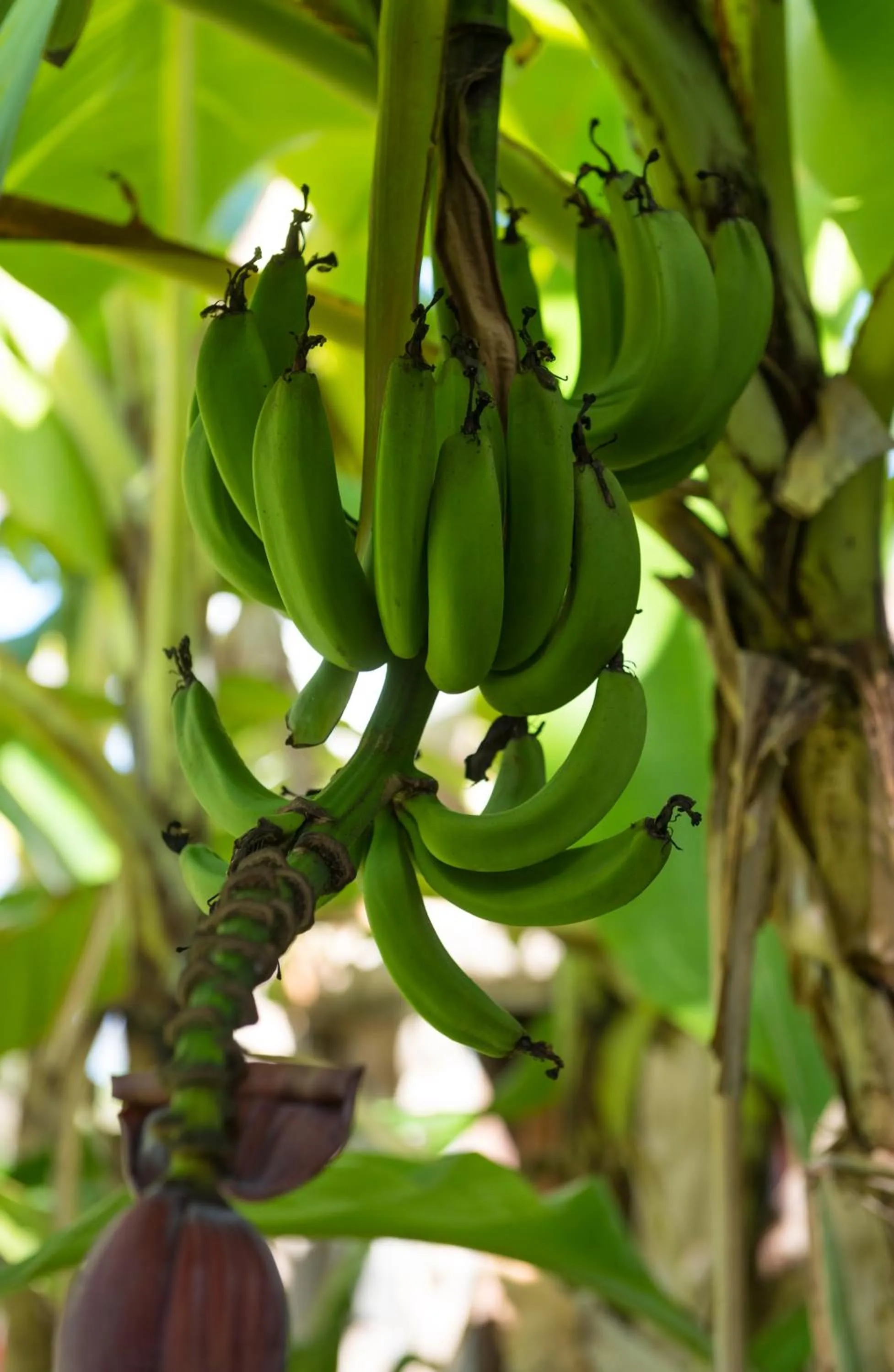 Garden in Petite Anse Hotel