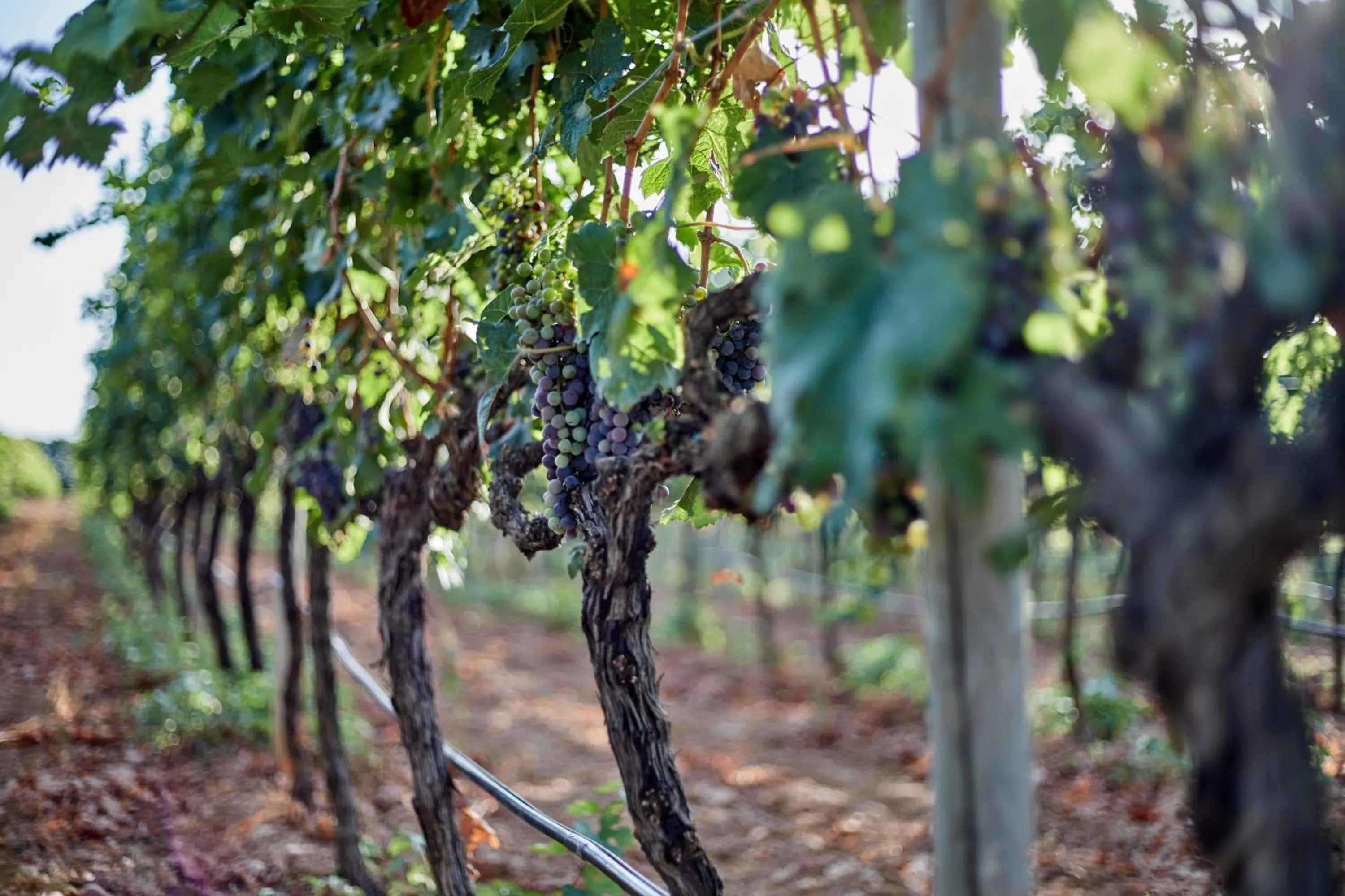 Other in Agroturismo Sa Vinya des Convent