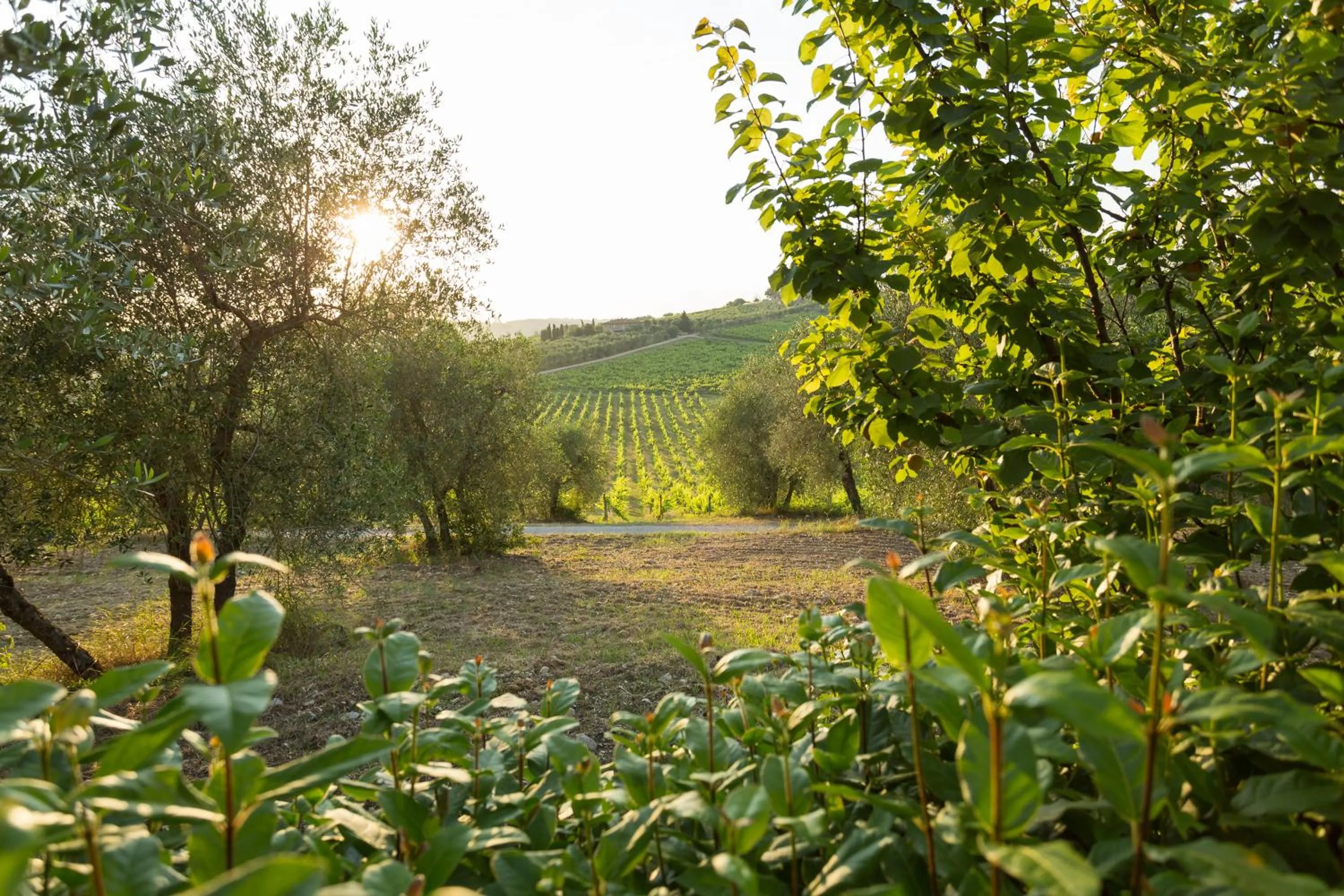 Garden view in Tenuta Di Monaciano