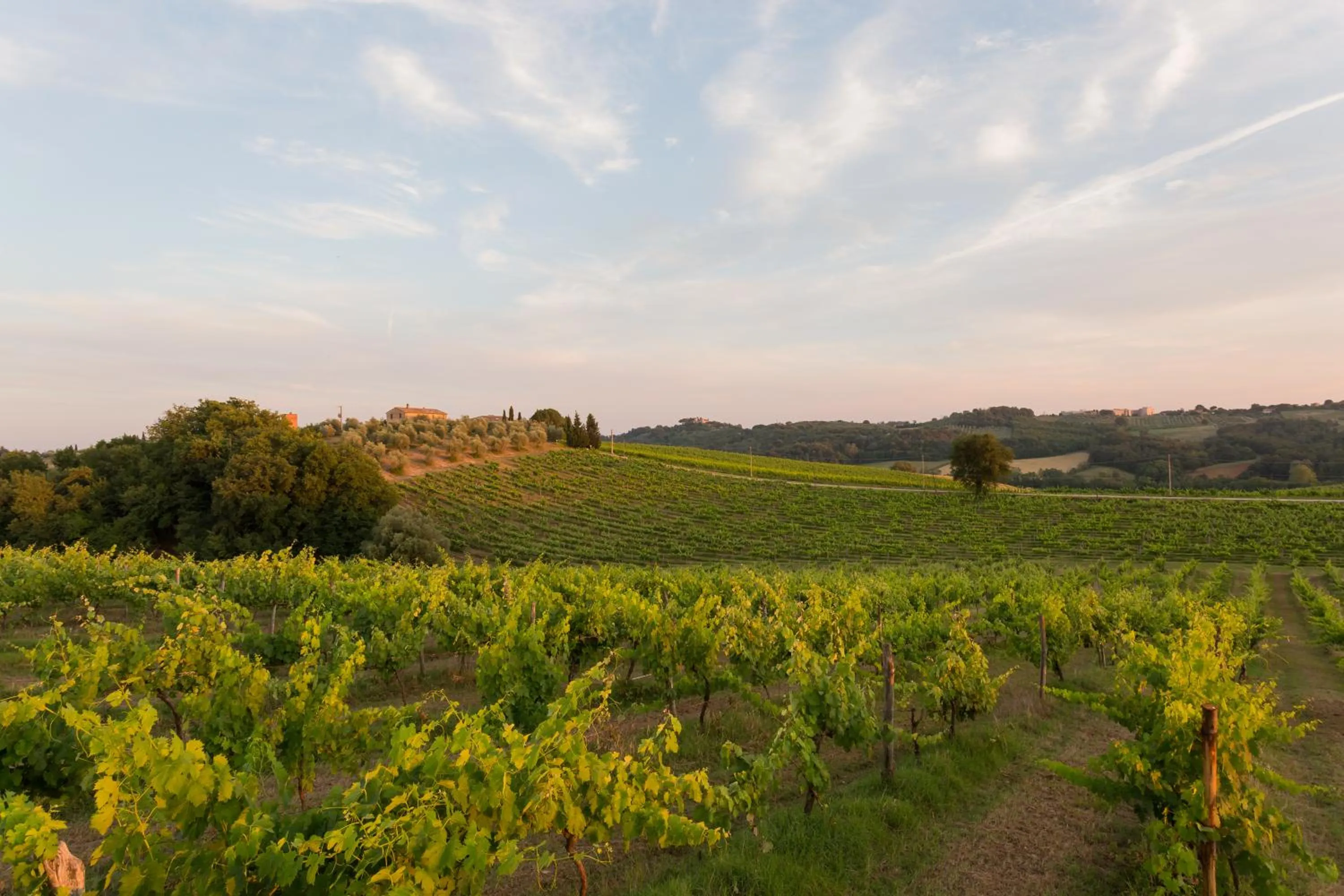 Garden view in Tenuta Di Monaciano