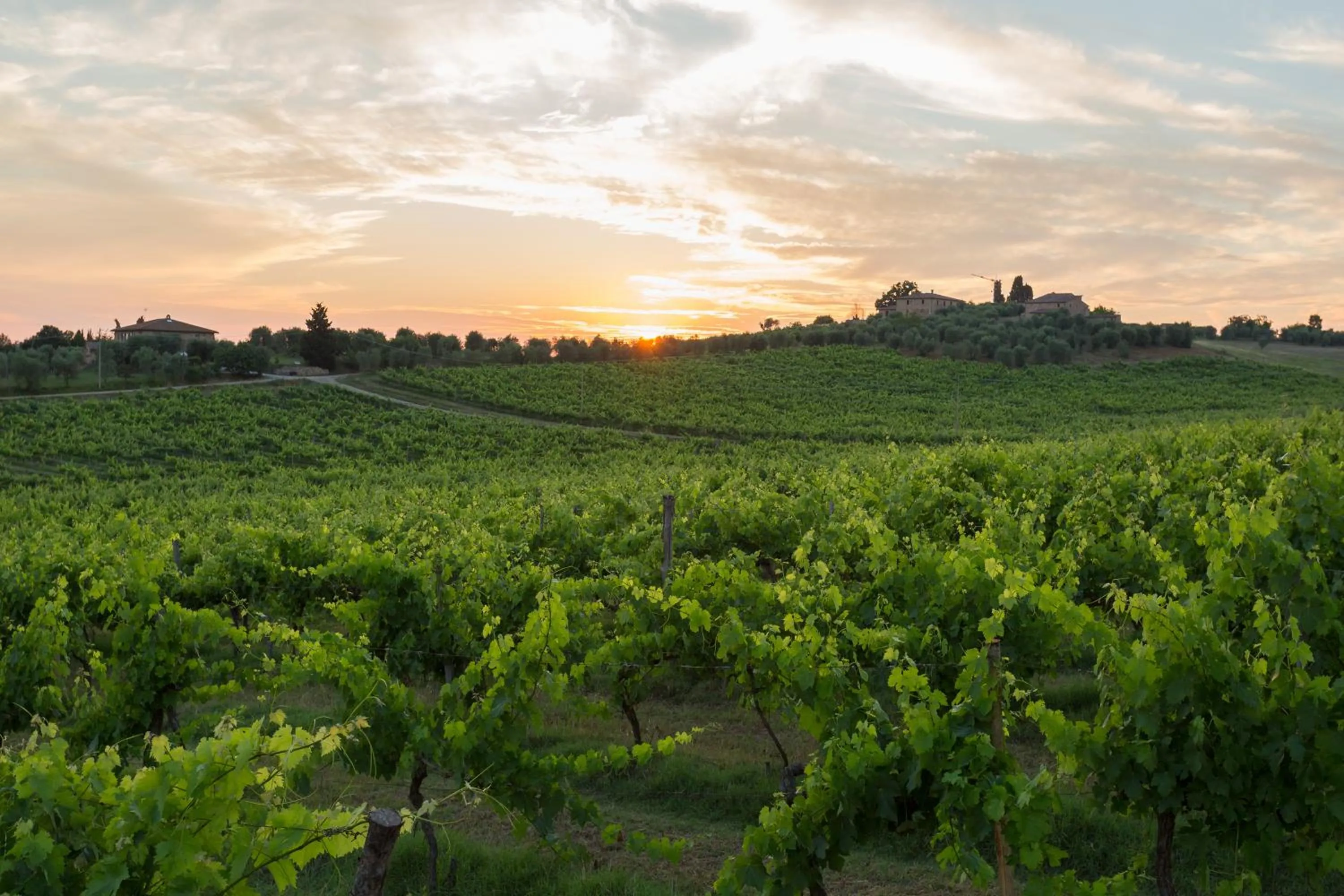 Natural landscape in Tenuta Di Monaciano