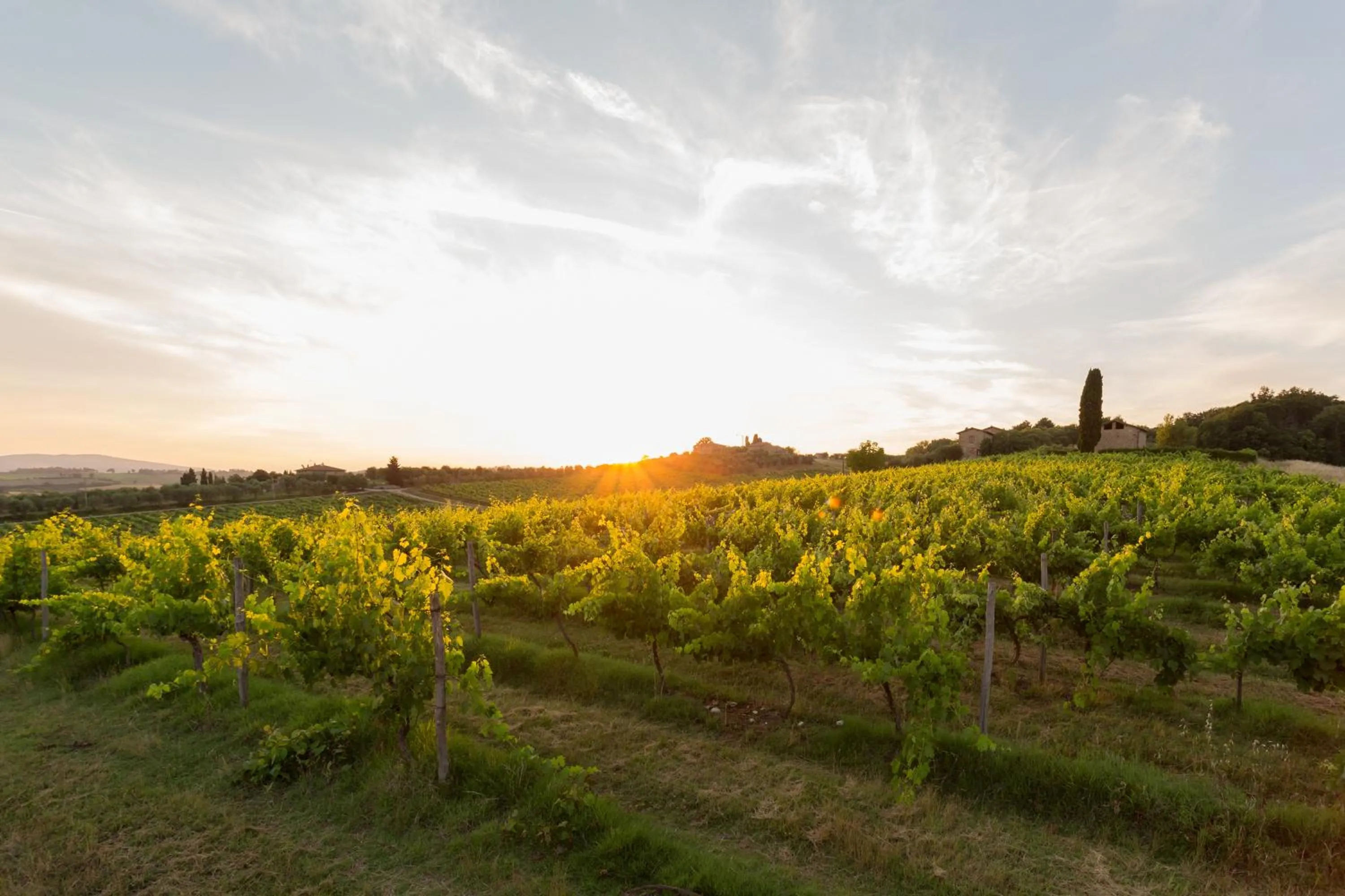 Garden view in Tenuta Di Monaciano