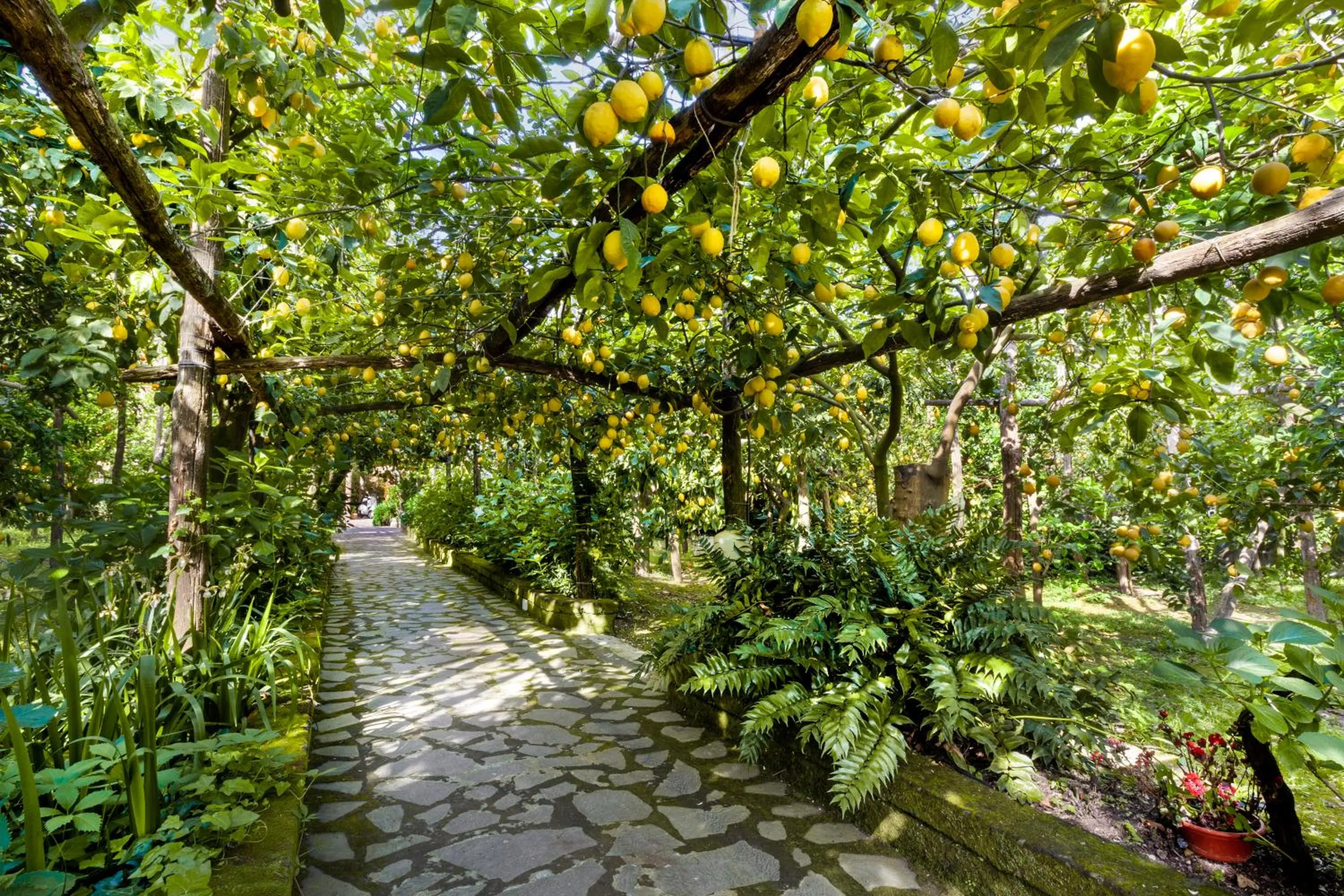 Garden in Villa Maresca B&B