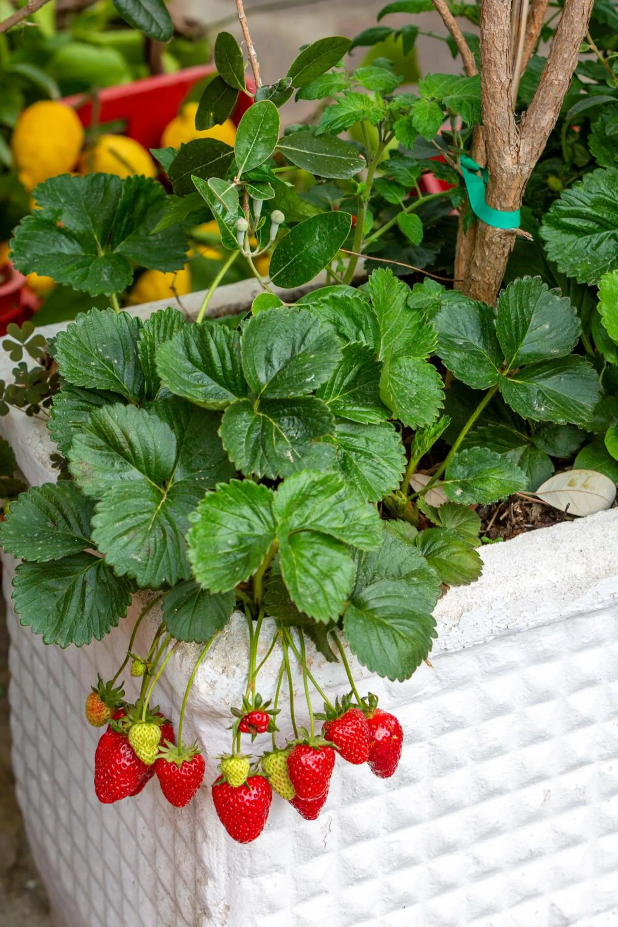Garden in Villa Maresca B&B