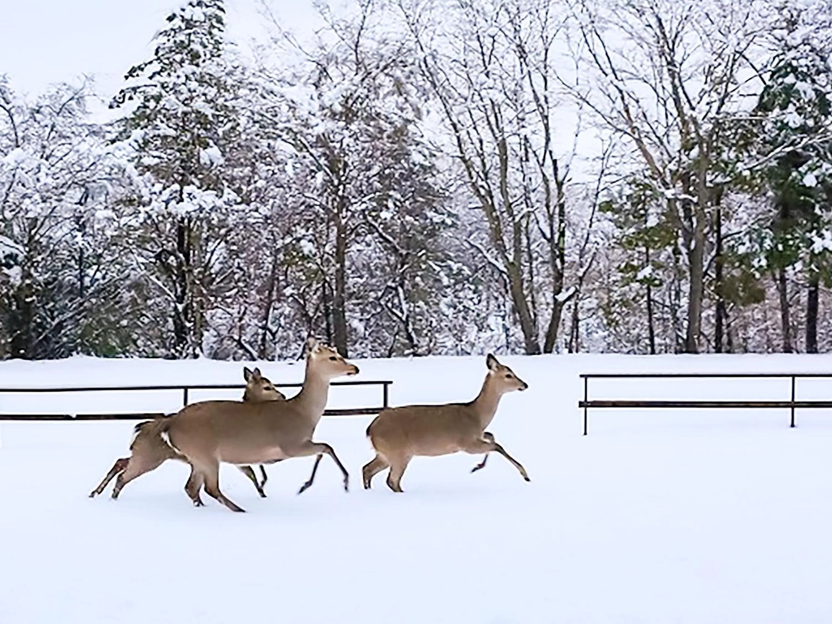 Animals in Human resort