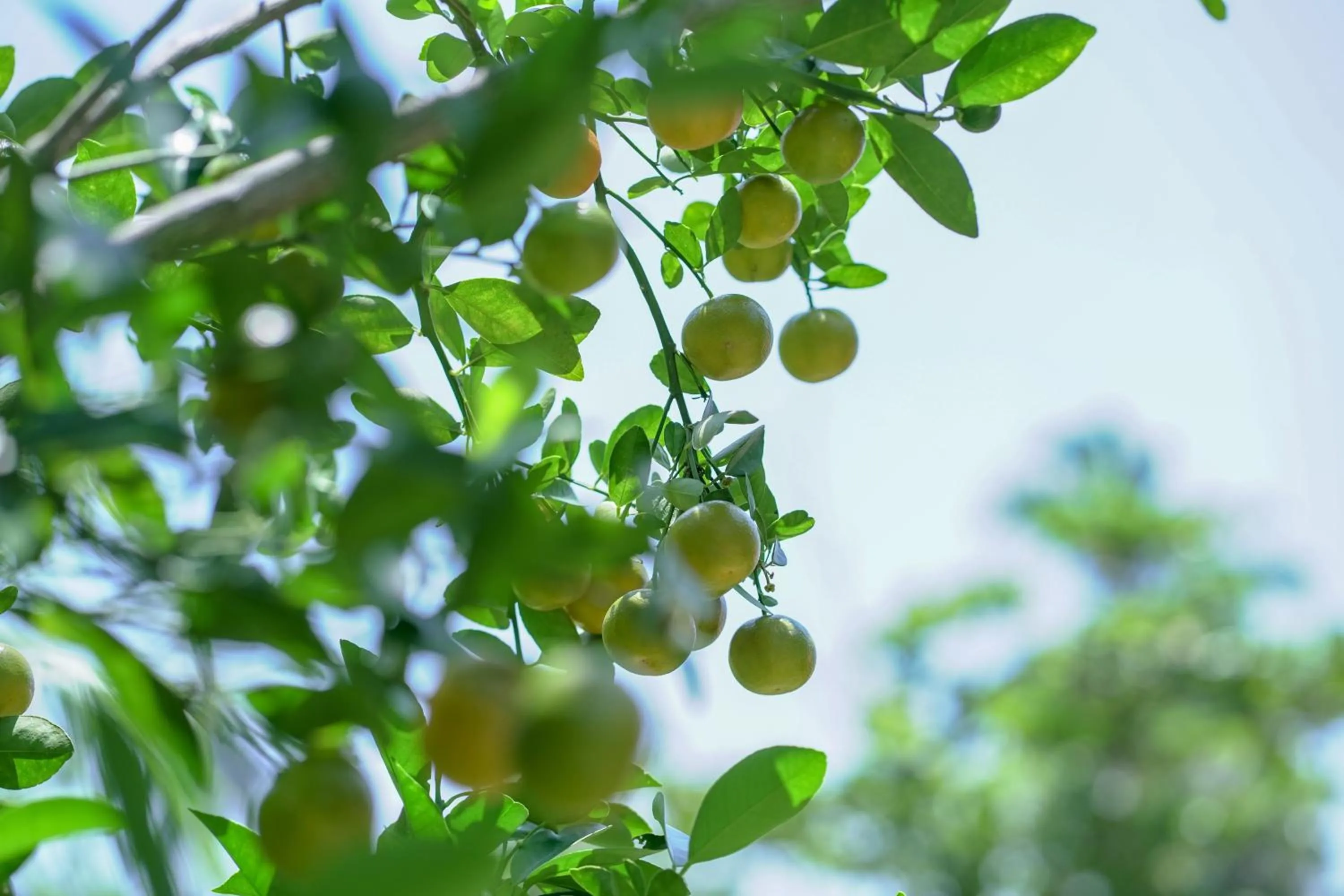 Food and drinks in Calamansi Cove Villas