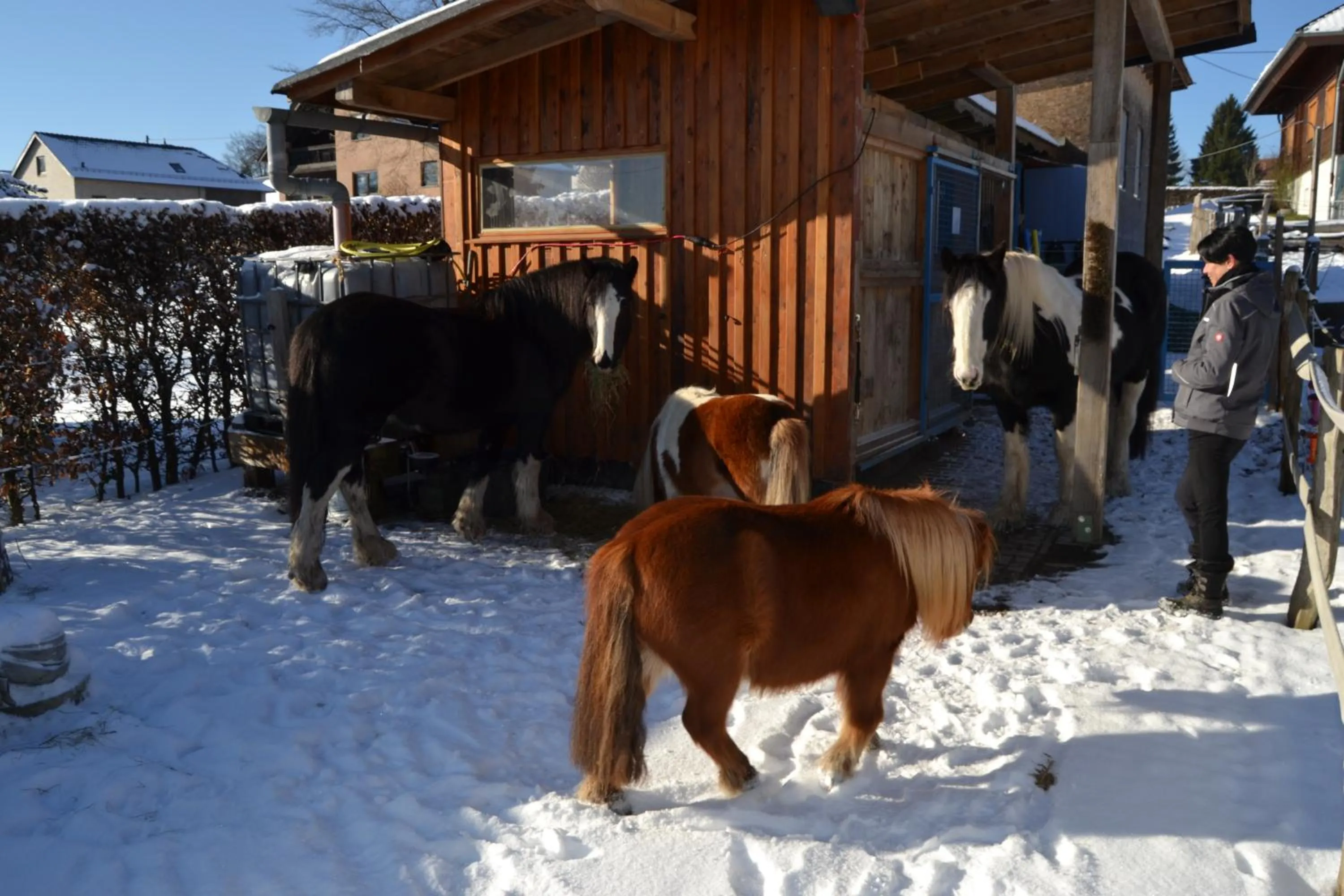 Pets in Ferien bei Freunden im Holzhaus