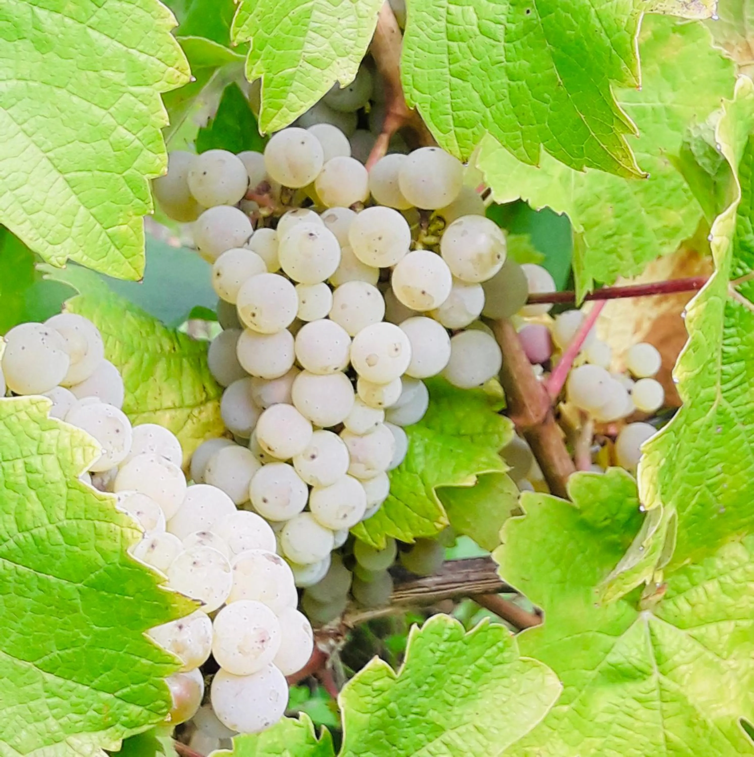 Weinhof Michael Morbach