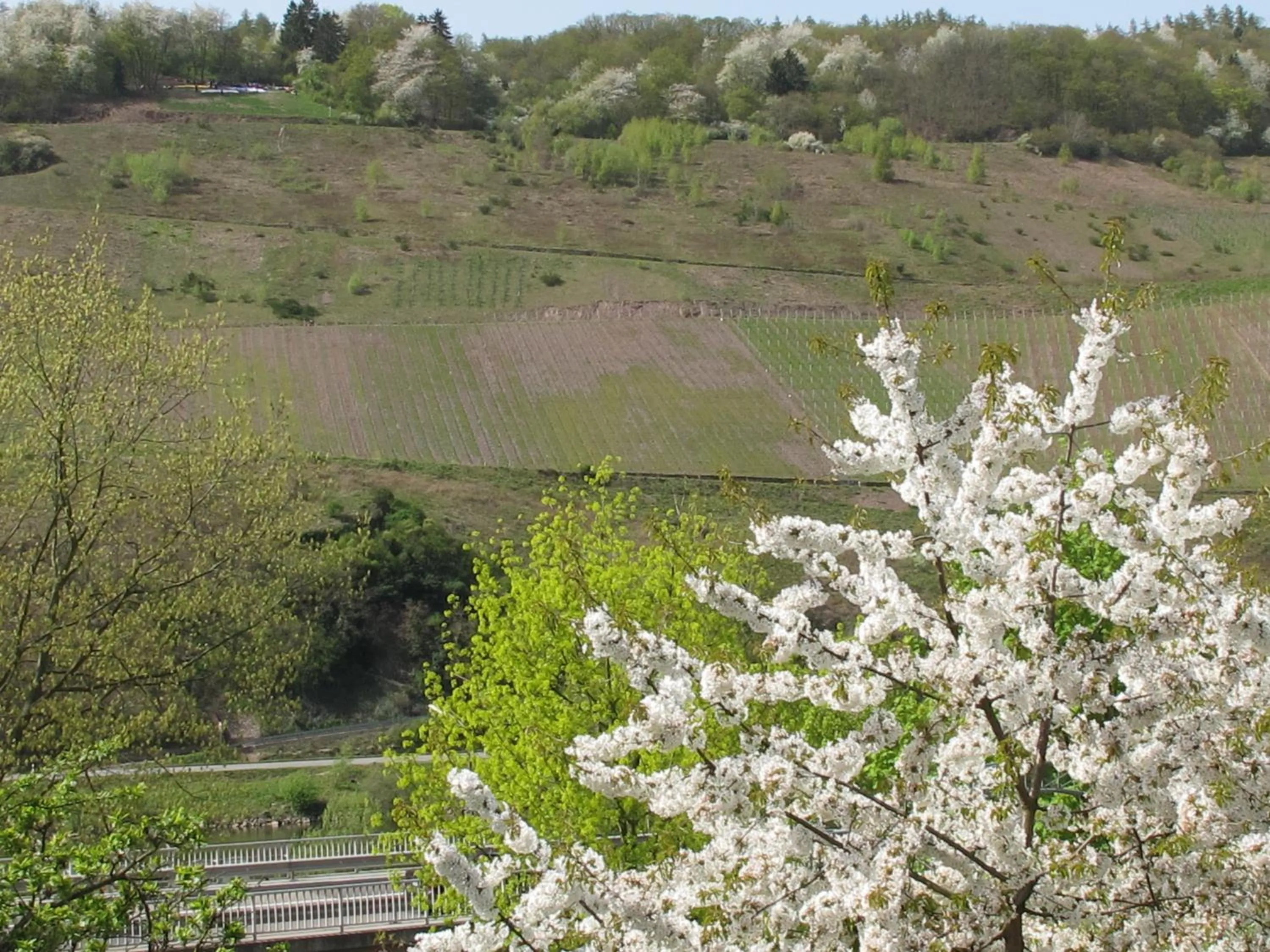 Spring in Weinhof Michael Morbach