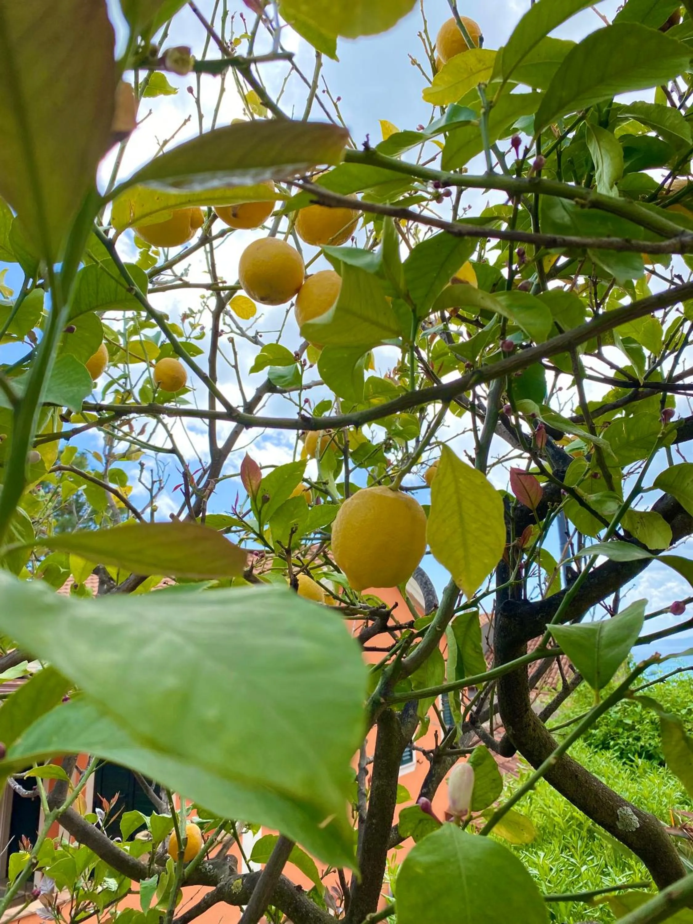 Garden in B&B Villa Rosa Angrisano