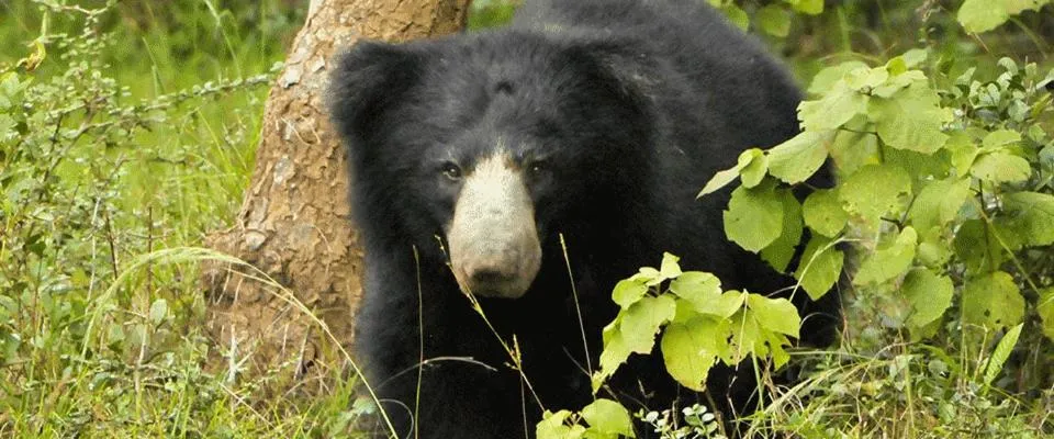 Animals in Hotel Tamarind Tree