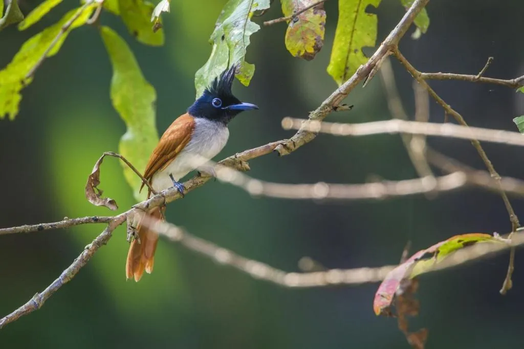 Animals in Hotel Tamarind Tree