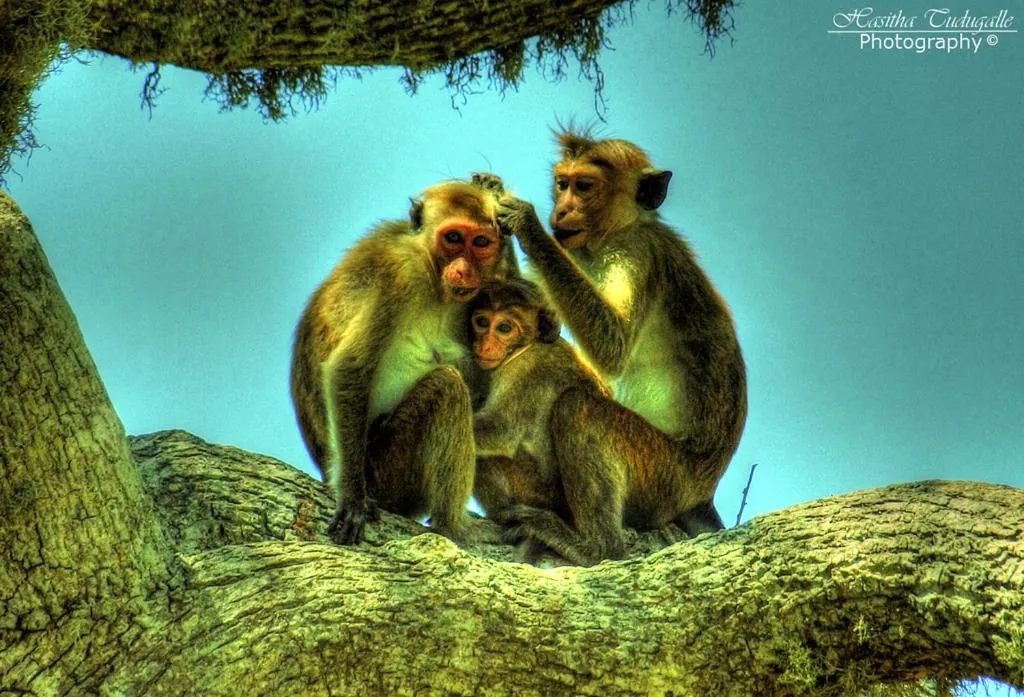Animals in Hotel Tamarind Tree