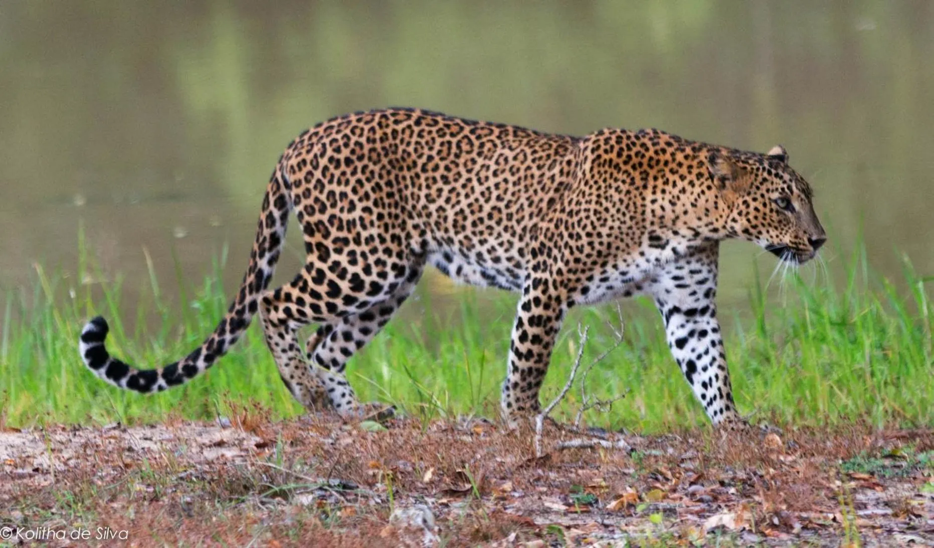 Animals in Hotel Tamarind Tree